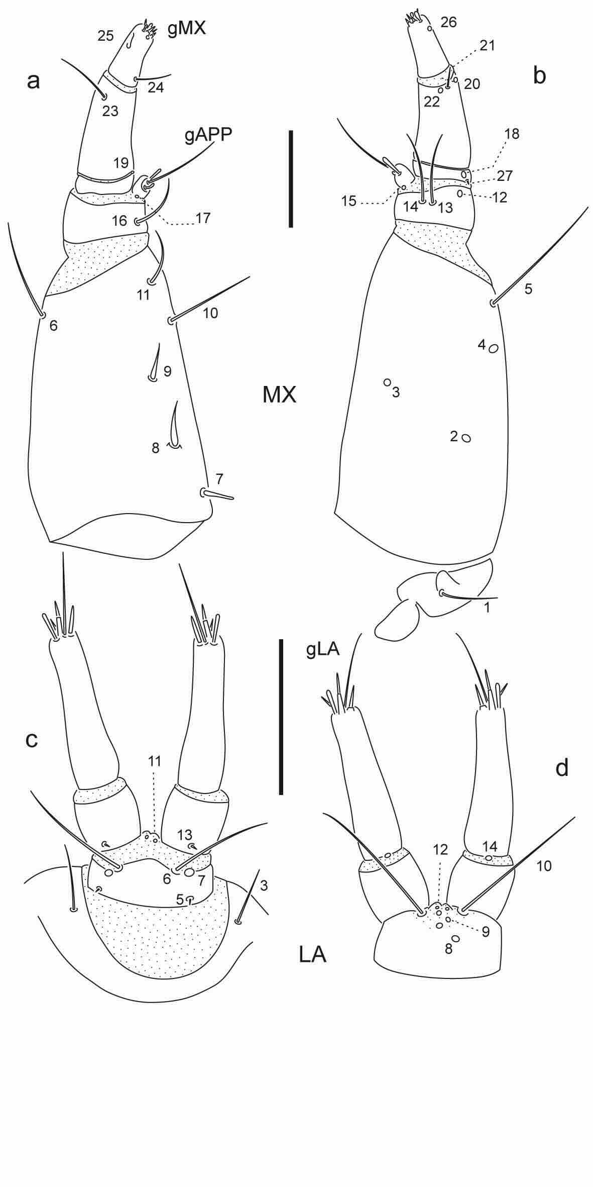 Chaetotaxy of first instar larva of Berosus auriceps.