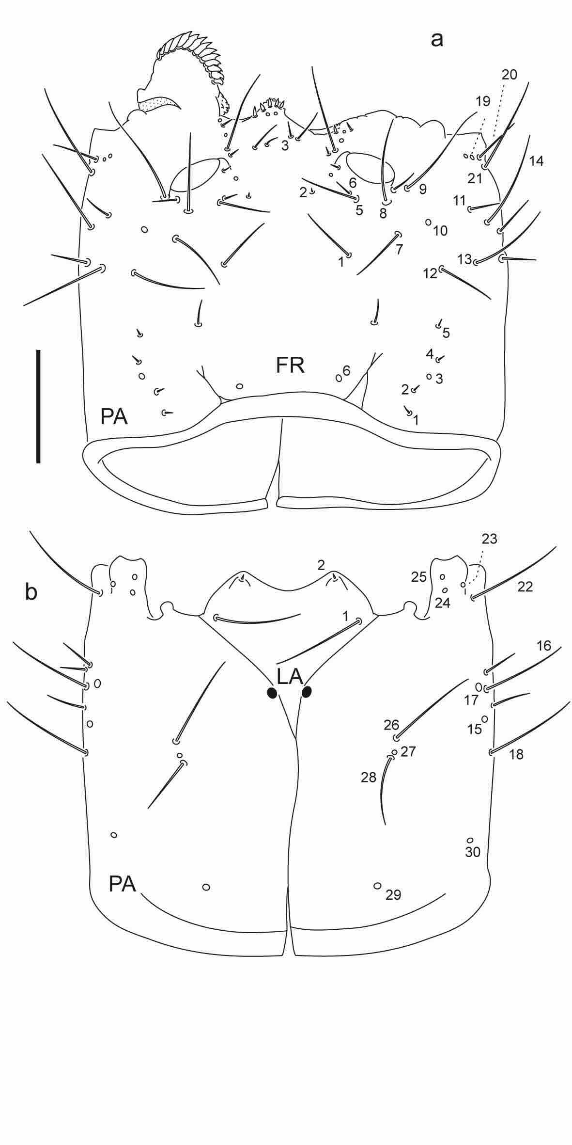 Chaetotaxy of third instar larva of Berosus auriceps