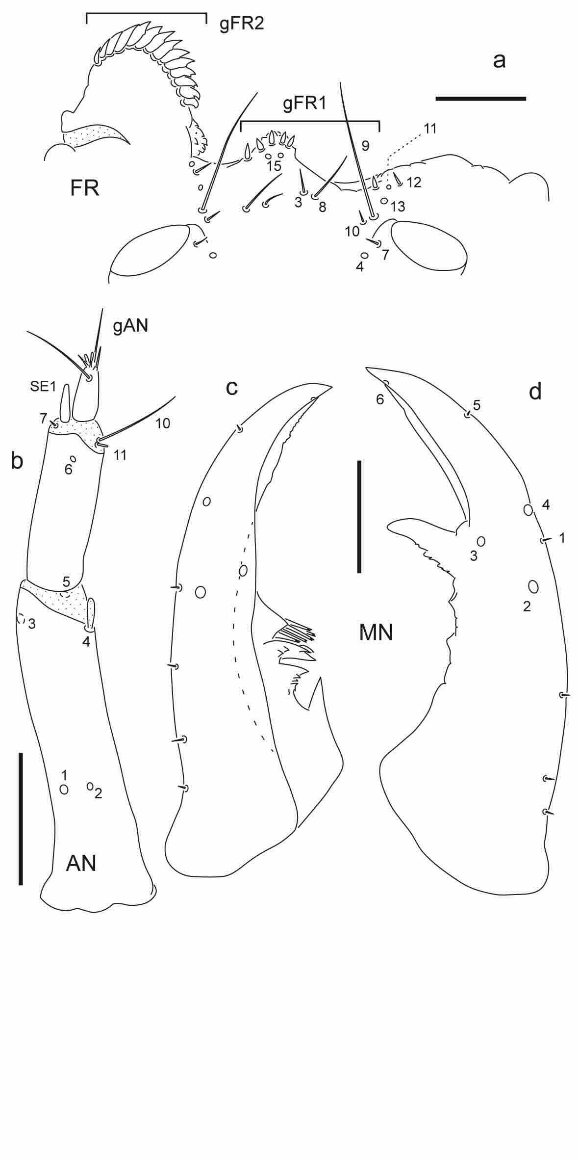 Chaetotaxy of third instar larva of Berosus auriceps.