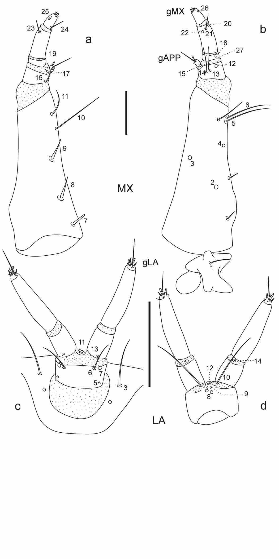 Chaetotaxy of third instar larva of Berosus auriceps.