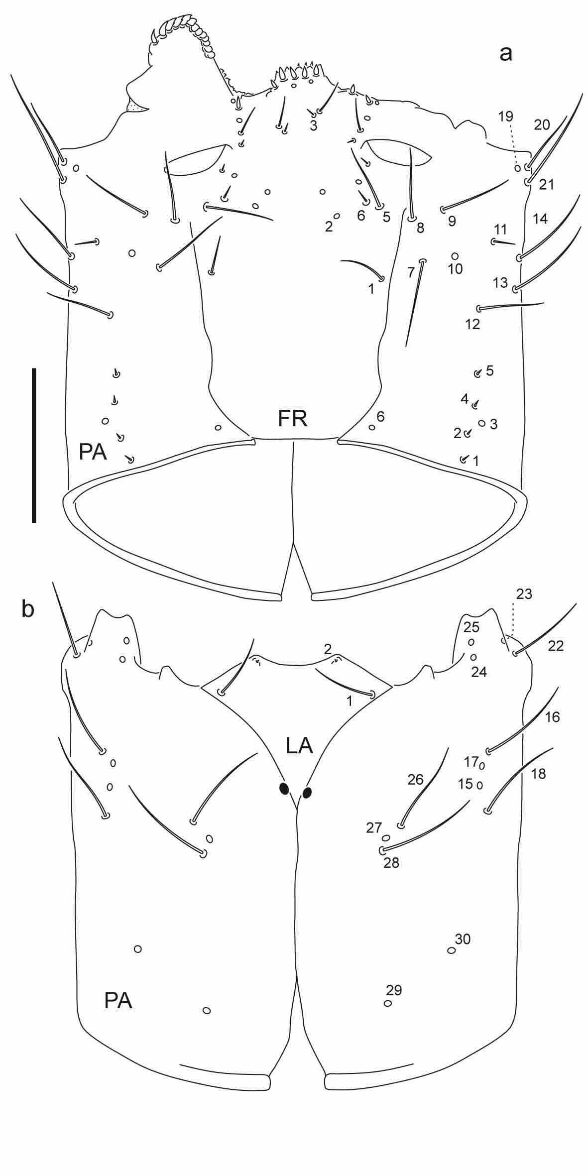 Chaetotaxy of first instar larva of Berosus chalcocephalus
