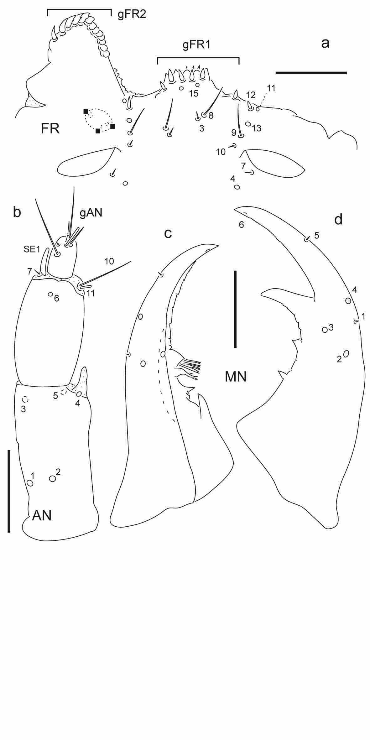 Chaetotaxy of first instar larva of Berosus chalcocephalus.
