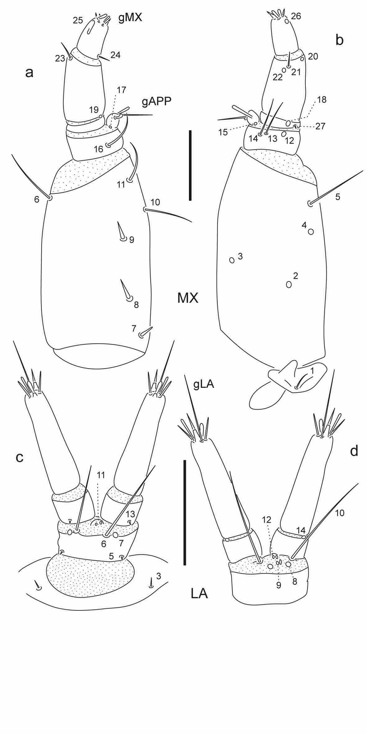 Chaetotaxy of first instar larva of Berosus chalcocephalus.