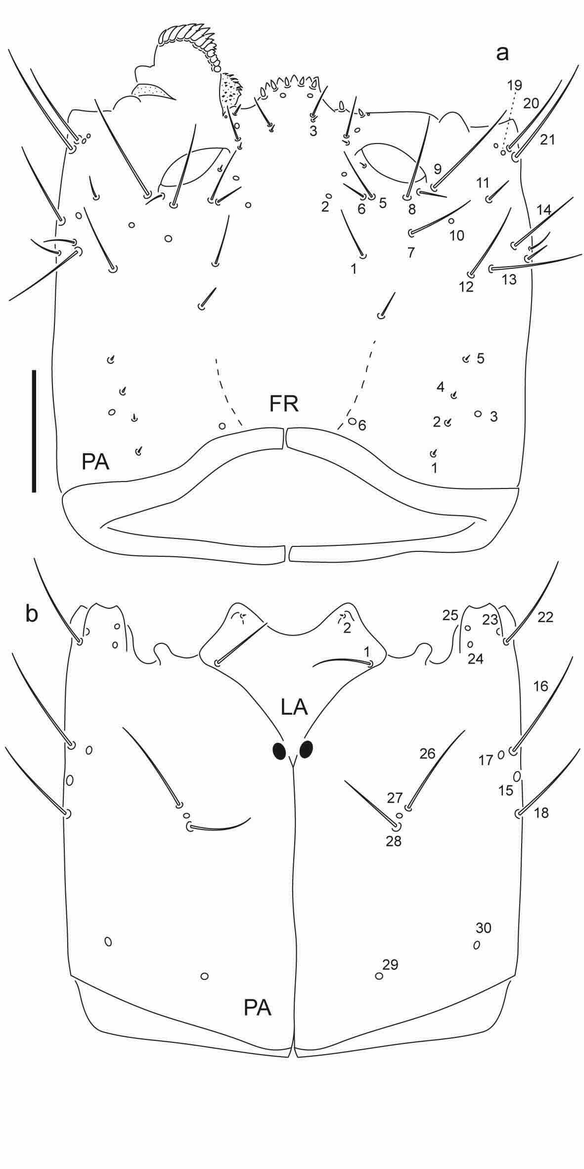 Chaetotaxy of third instar larva of Berosus chalcocephalus.