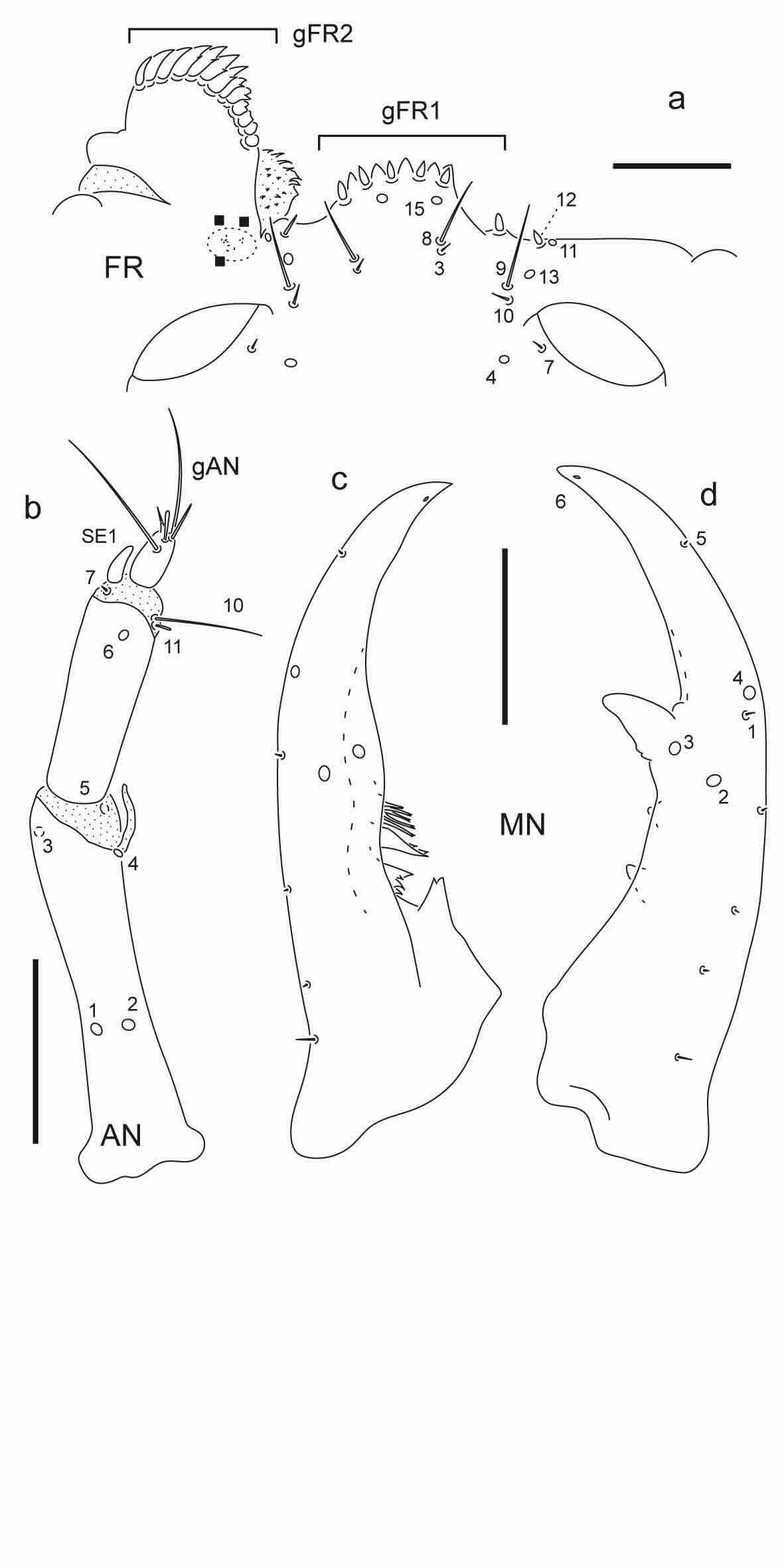 Chaetotaxy of third instar larva of Berosus chalcocephalus