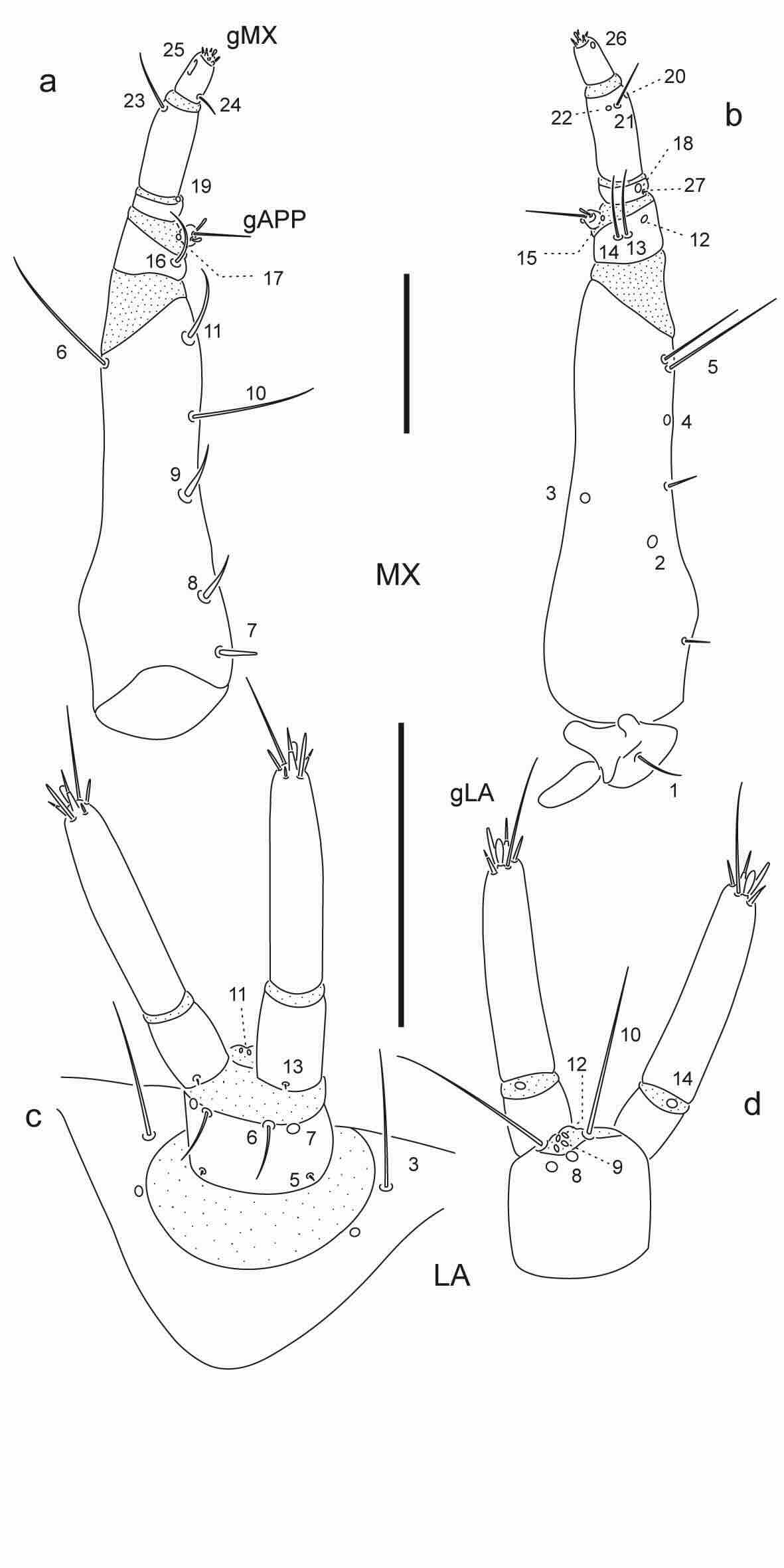 Chaetotaxy of third instar larva of Berosus chalcocephalus.