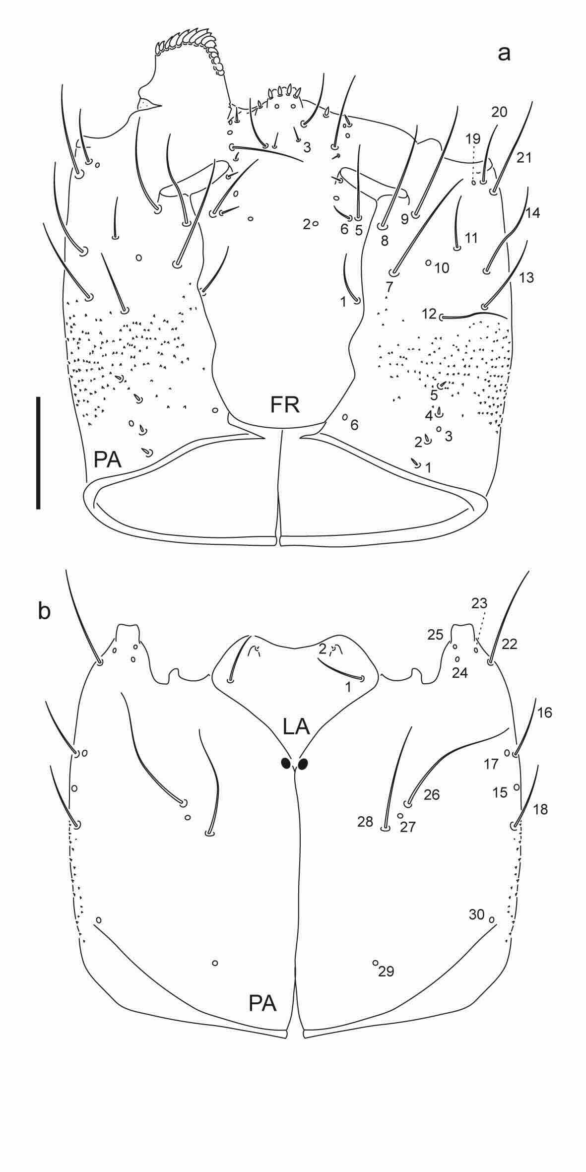 Chaetotaxy of first instar larva of Berosus aulus