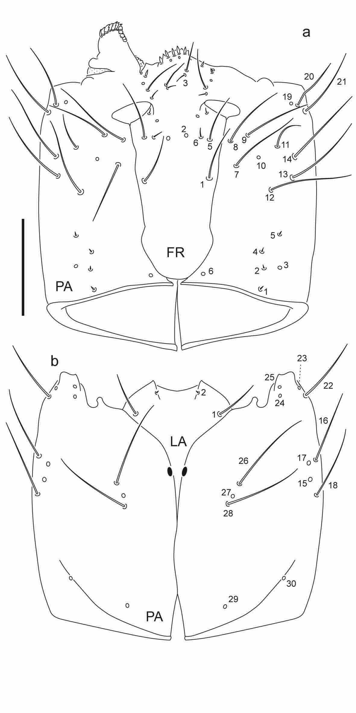 Chaetotaxy of first instar larva of Berosus coptogonus. 