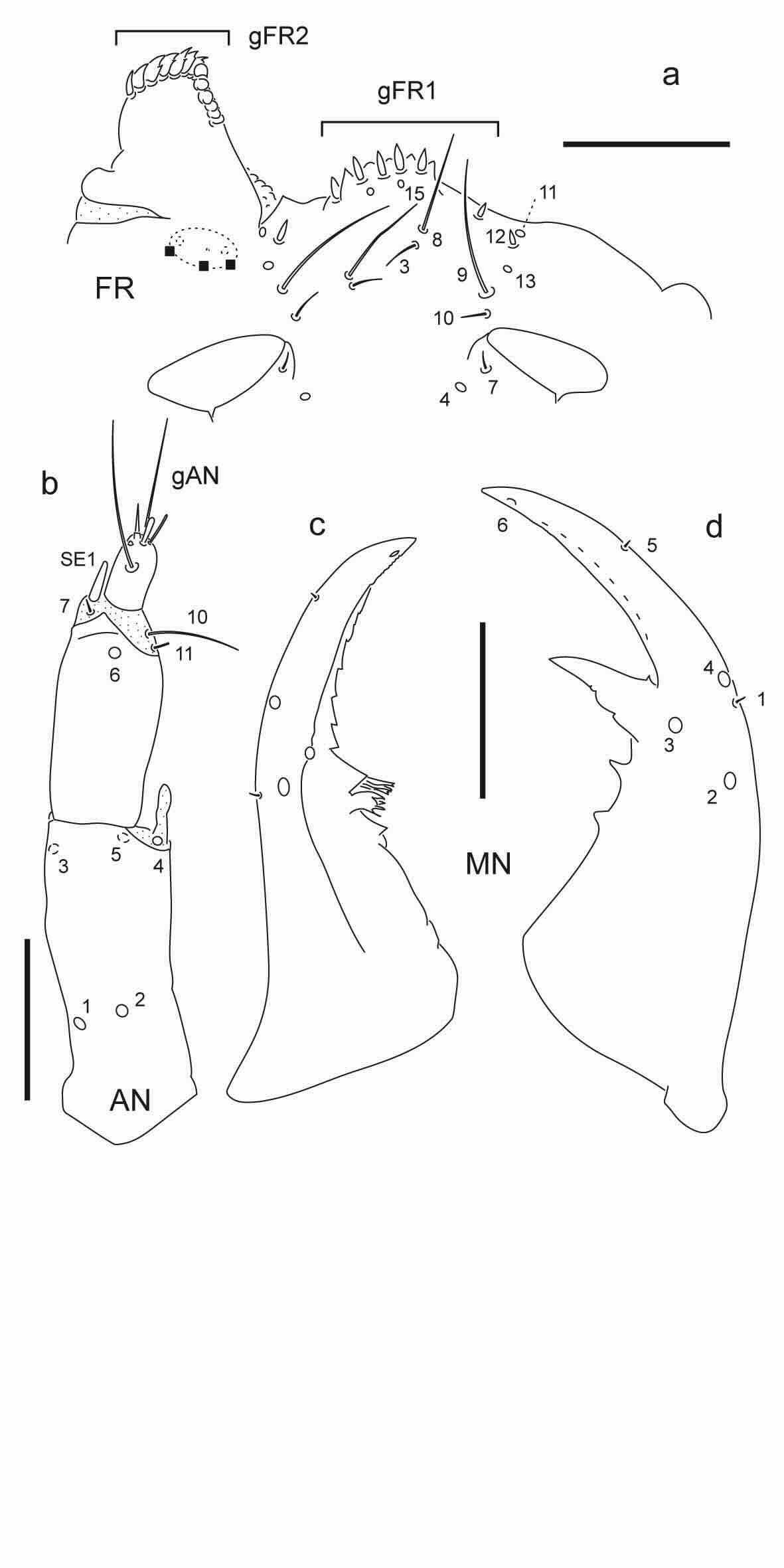 Chaetotaxy of first instar larva of Berosus coptogonus.