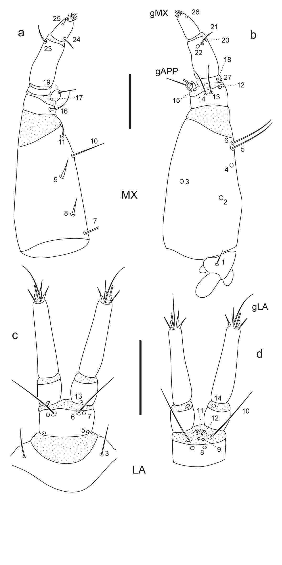 Chaetotaxy of first instar larva of Berosus coptogonus