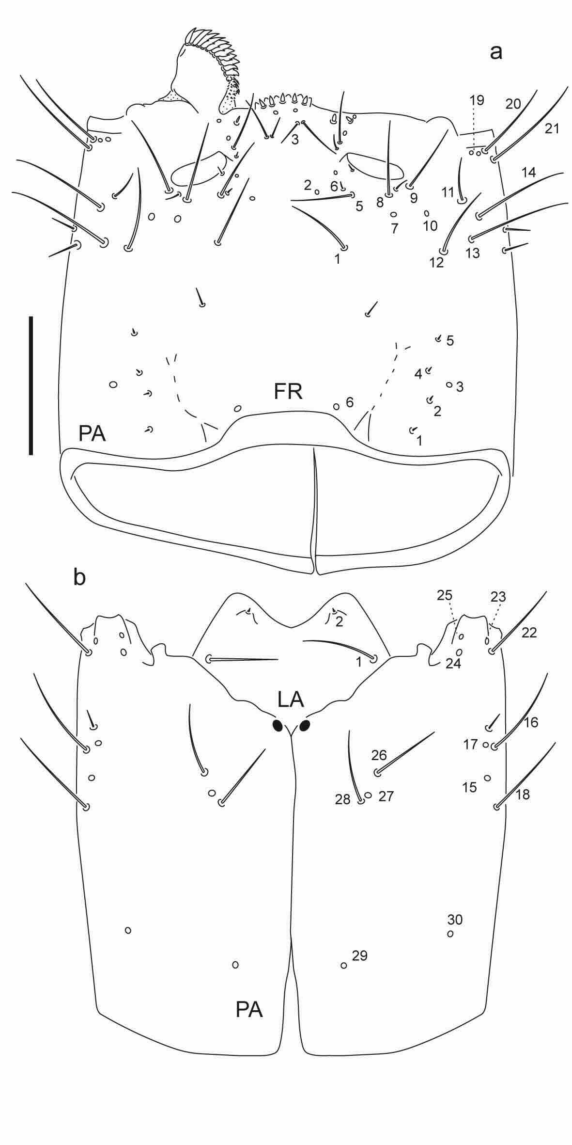 Chaetotaxy of third instar larva of Berosus coptogonus.