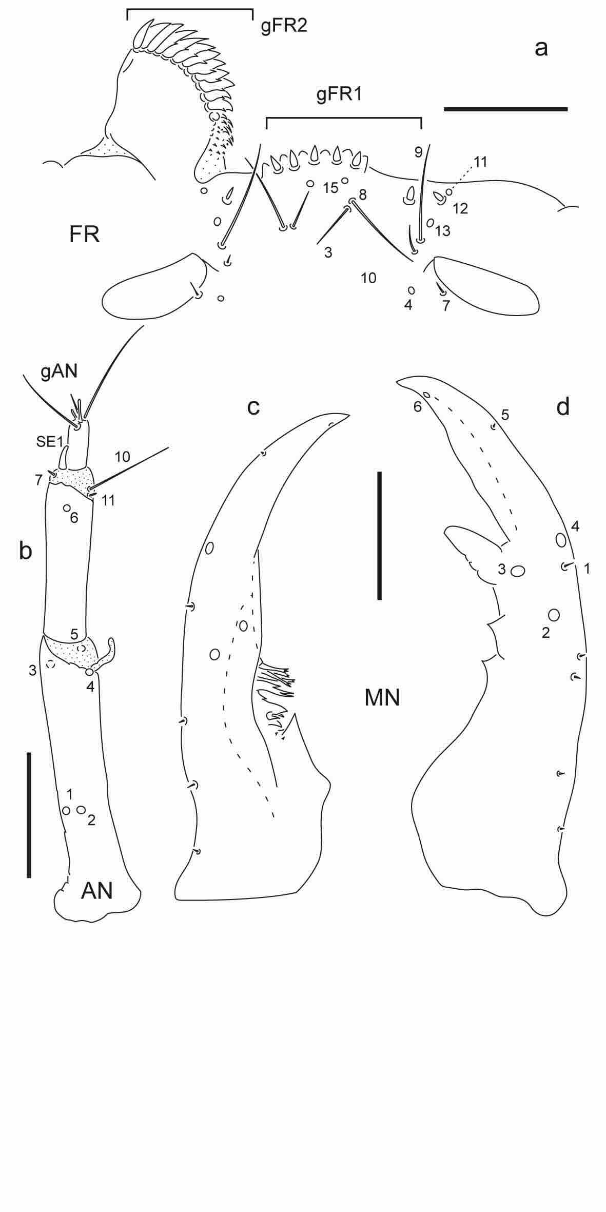 Chaetotaxy of third instar larva of Berosus coptogonus.