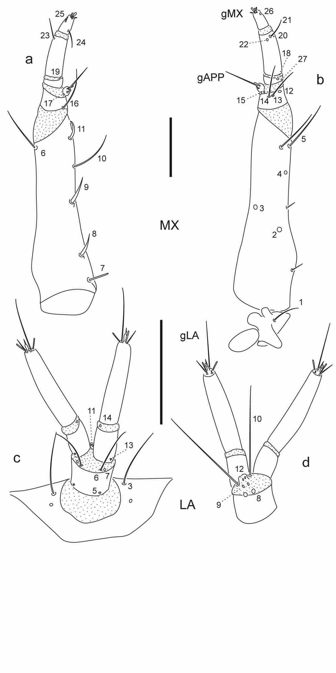 Chaetotaxy of third instar larva of Berosus coptogonus.
