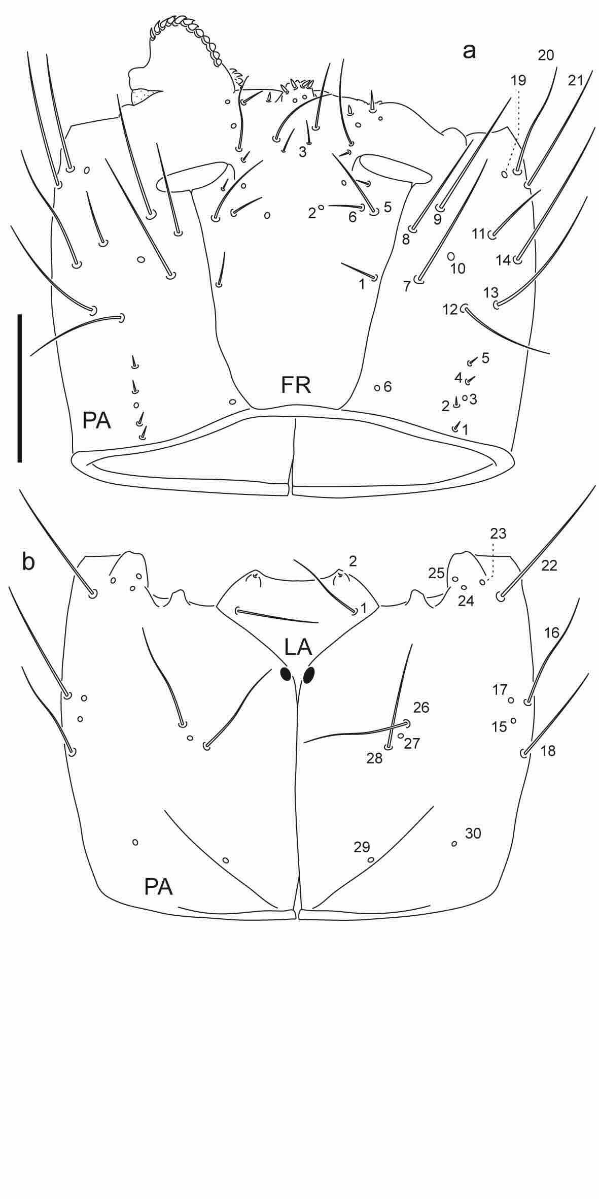 Chaetotaxy of first instar larva of Berosus cornicinus. 
