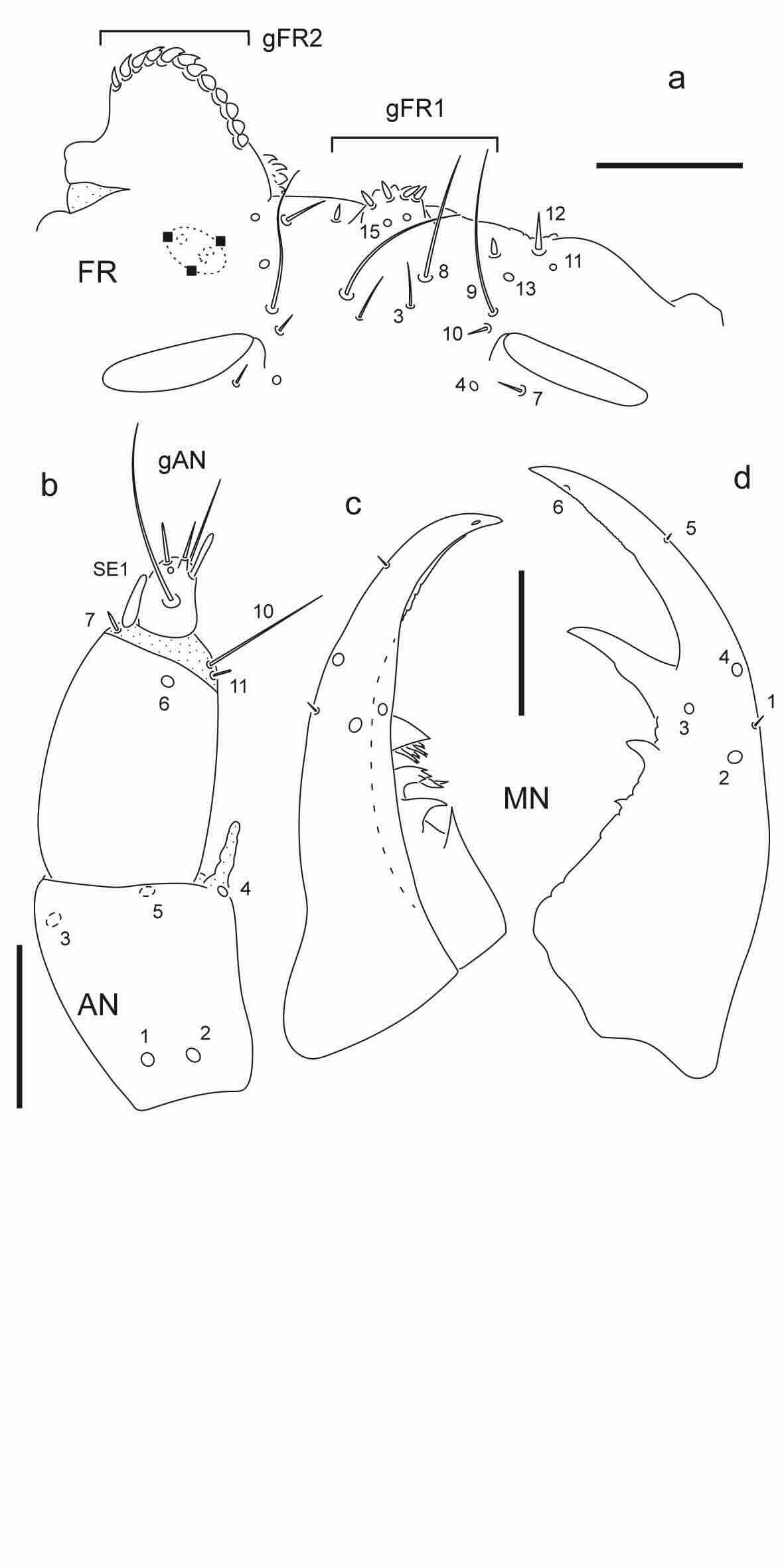 Chaetotaxy of first instar larva of Berosus cornicinus.