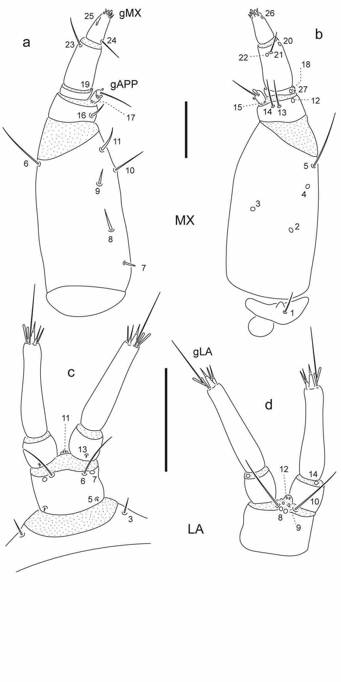 Chaetotaxy of first instar larva of Berosus cornicinus. 