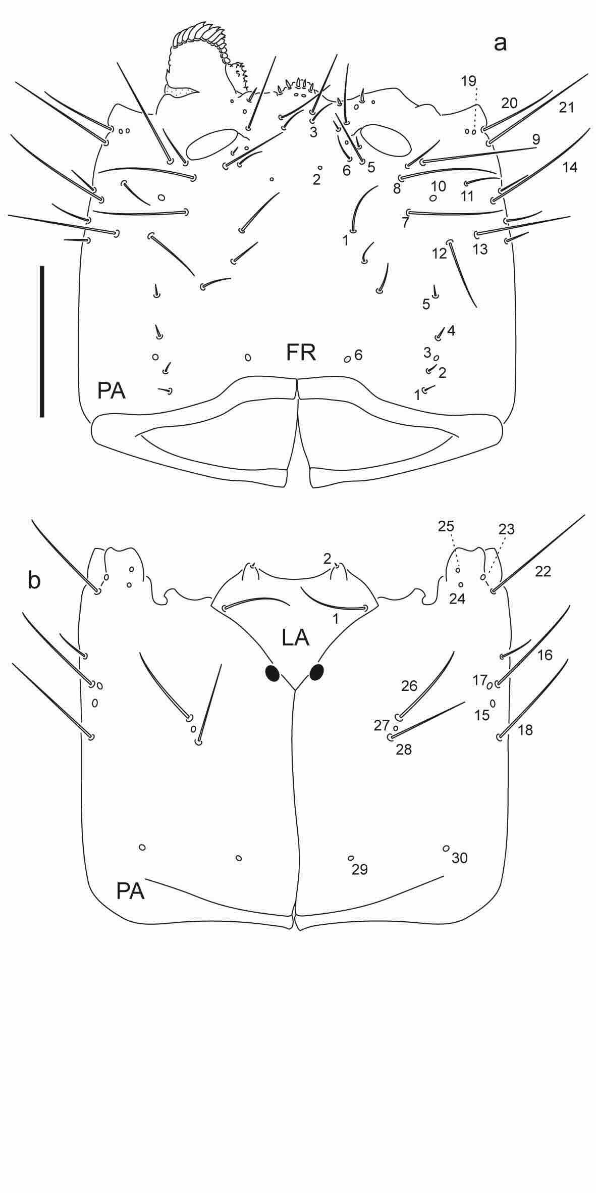 Chaetotaxy of third instar larva of Berosus cornicinus. 