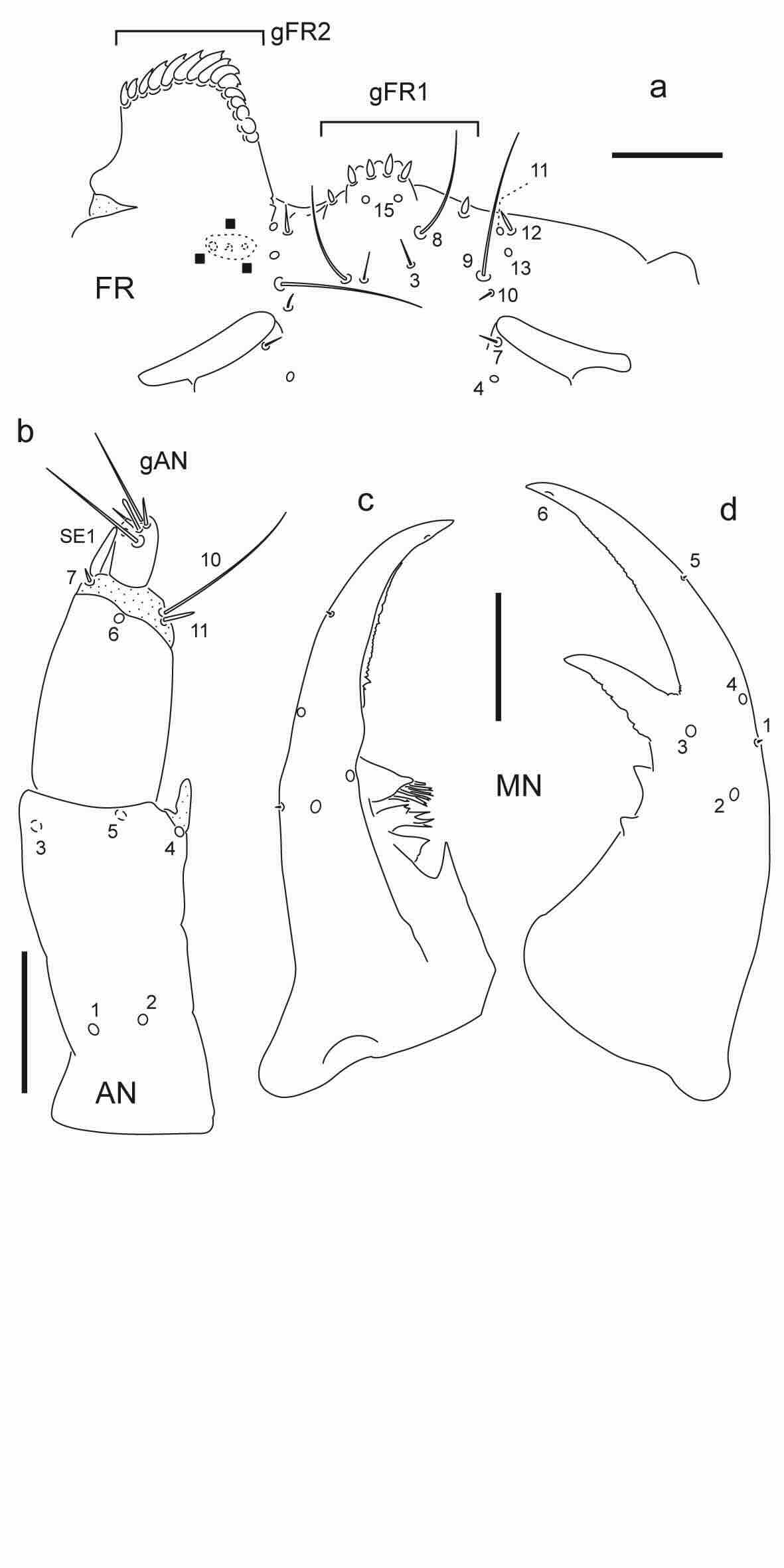 Chaetotaxy of first instar larva of Berosus aulus.