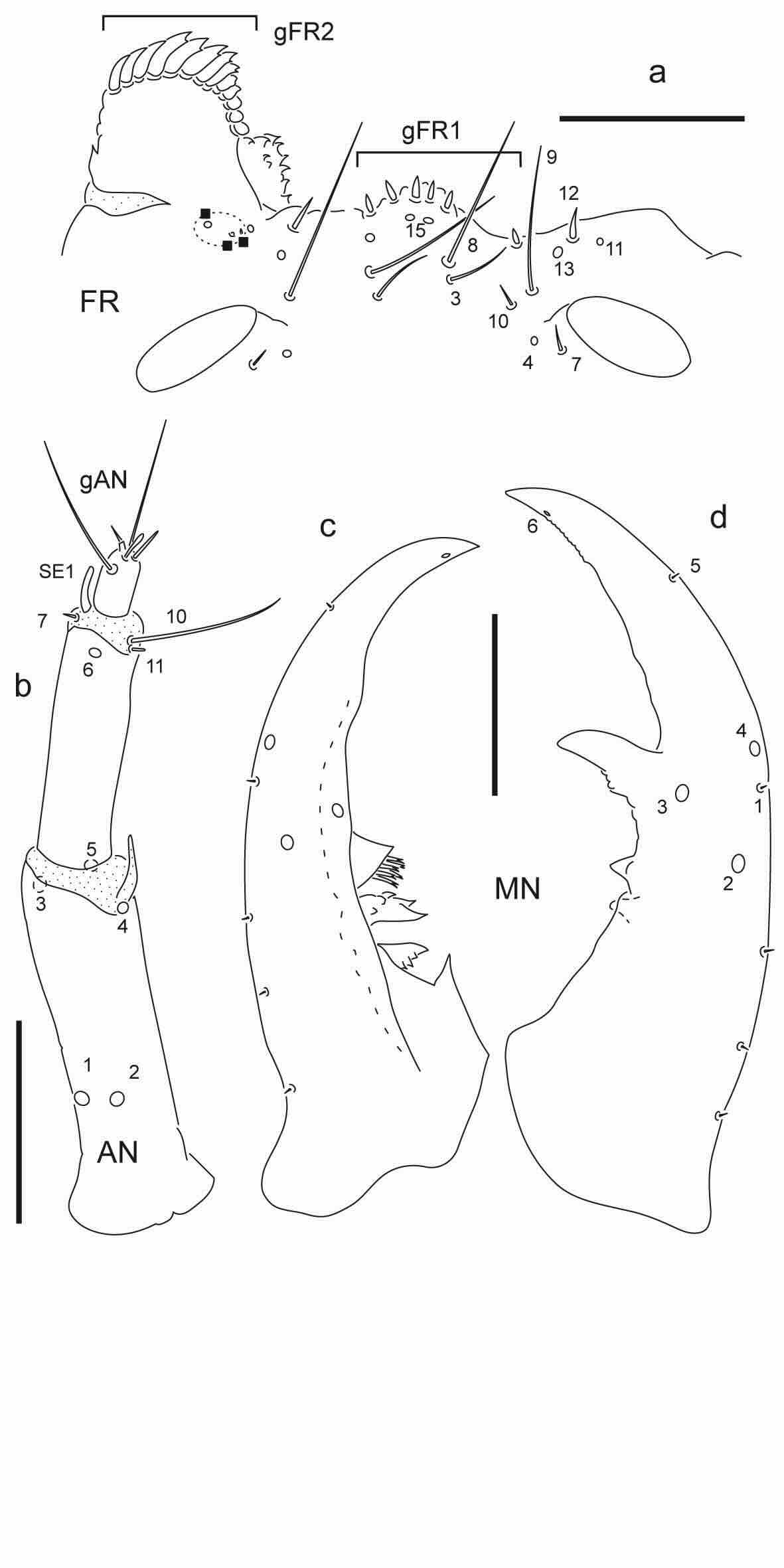 Chaetotaxy of third instar larva of Berosus cornicinus