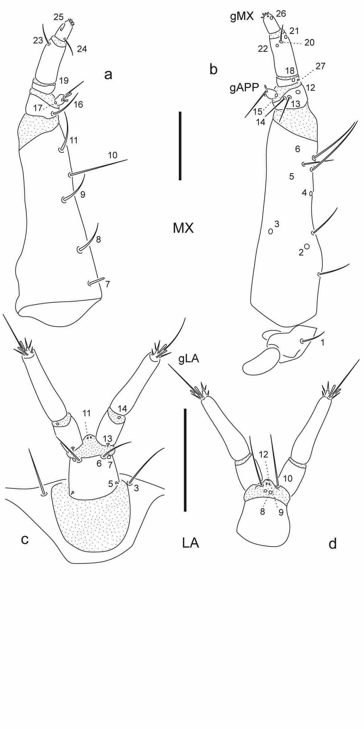Chaetotaxy of third instar larva of Berosus cornicinus.