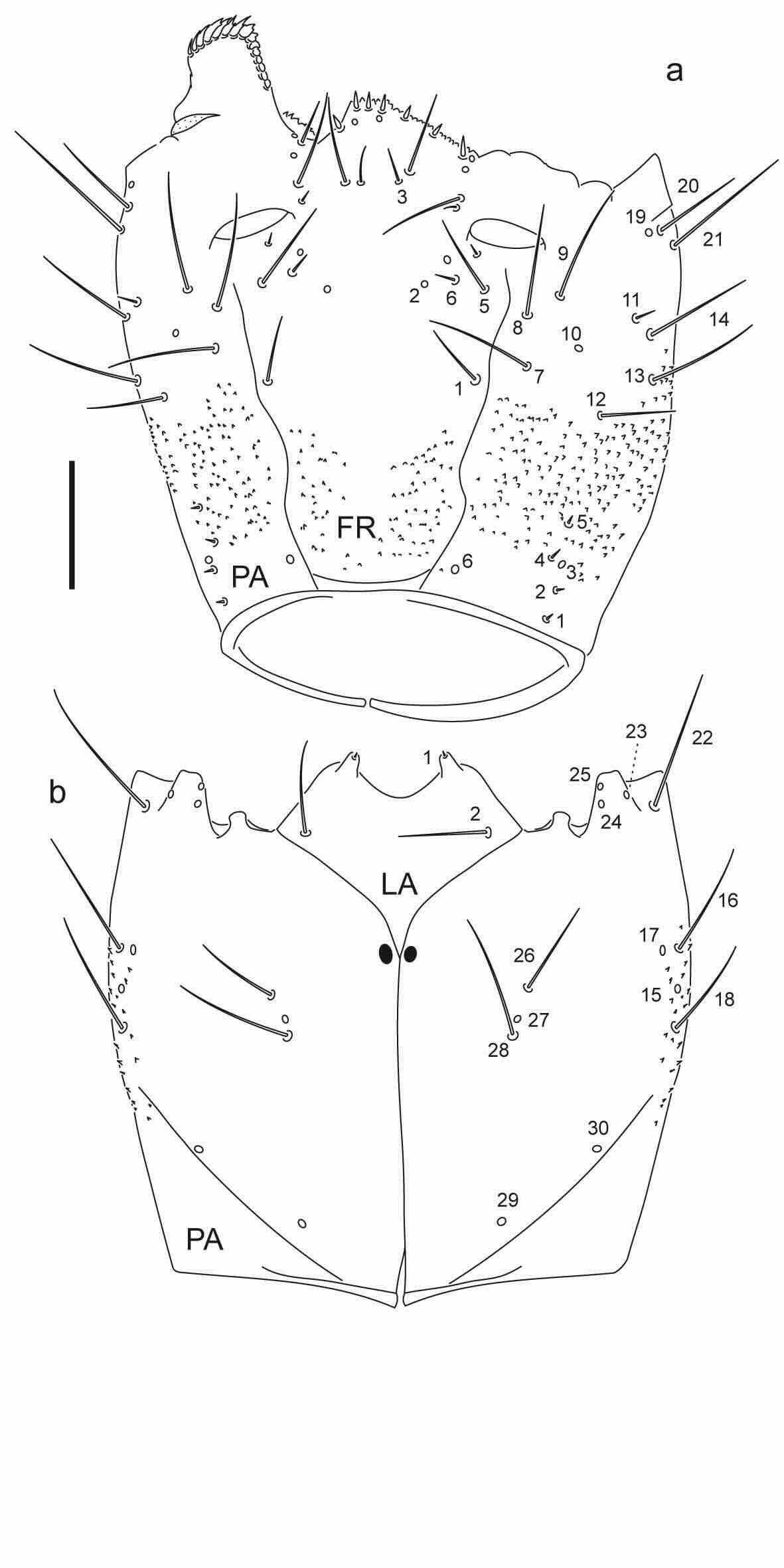 Chaetotaxy of first instar larva of Berosus hoplites