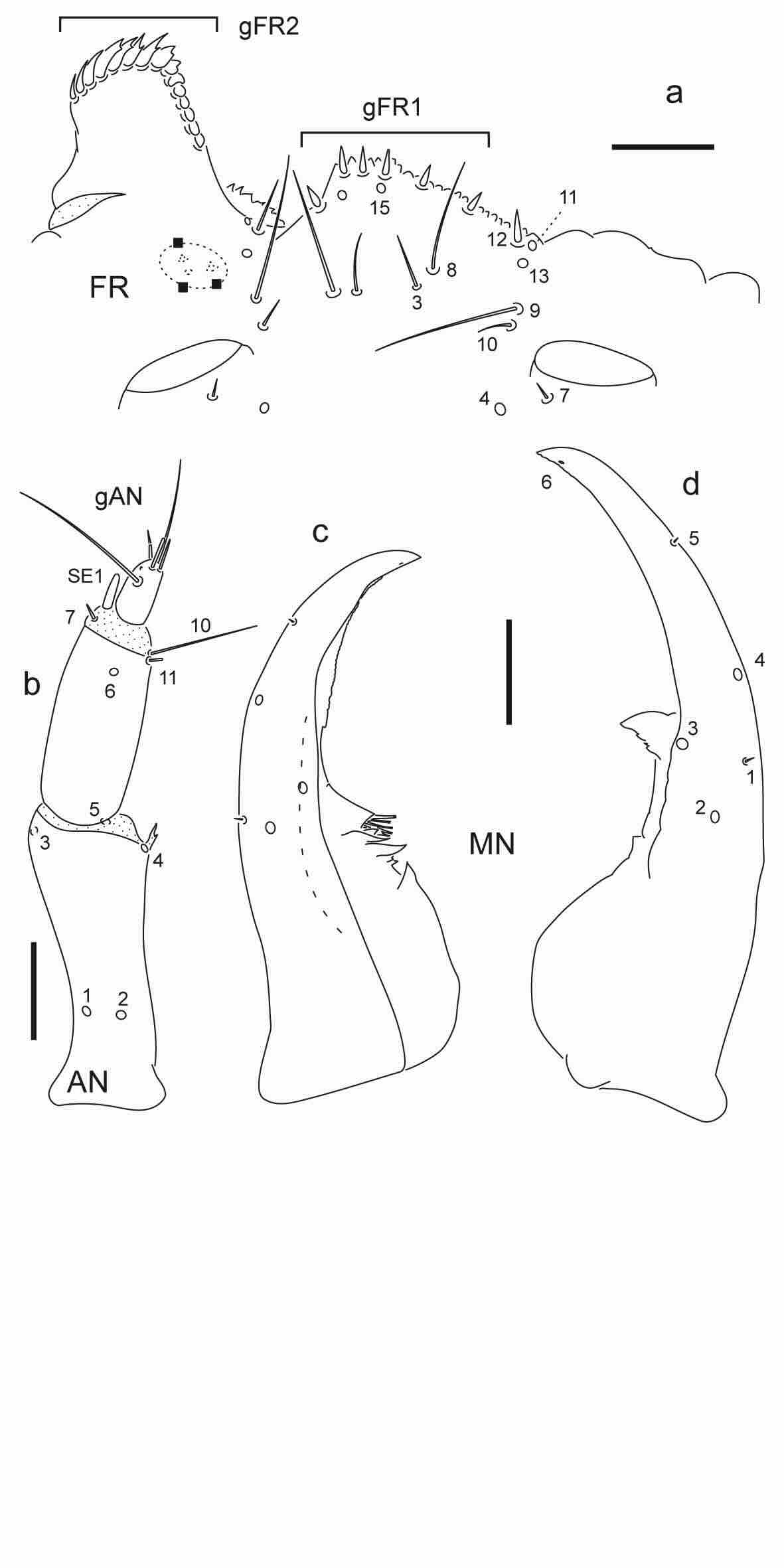 Chaetotaxy of first instar larva of Berosus hoplites. 