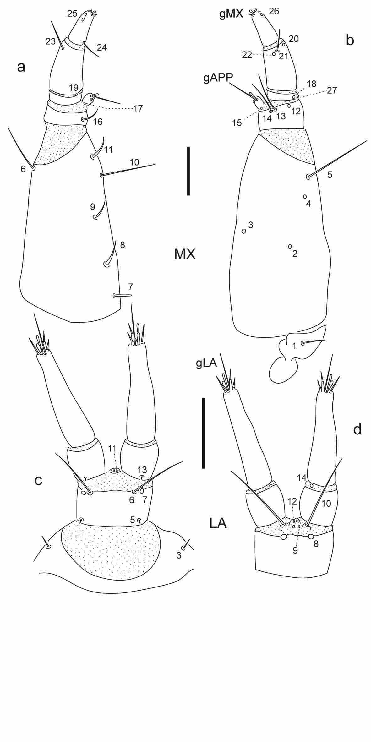 Chaetotaxy of first instar larva of Berosus hoplites.