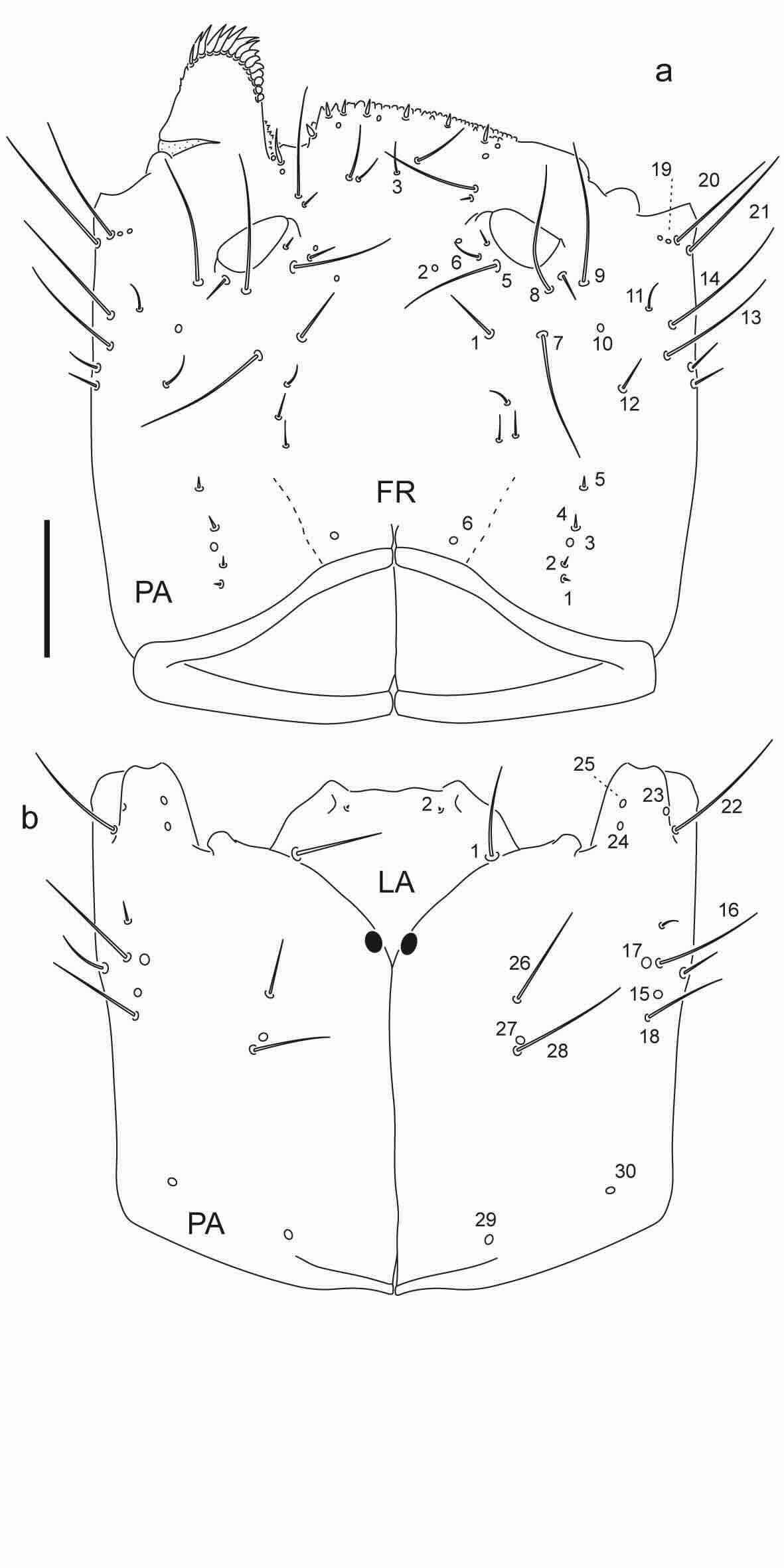 Chaetotaxy of third instar larva of Berosus hoplites.