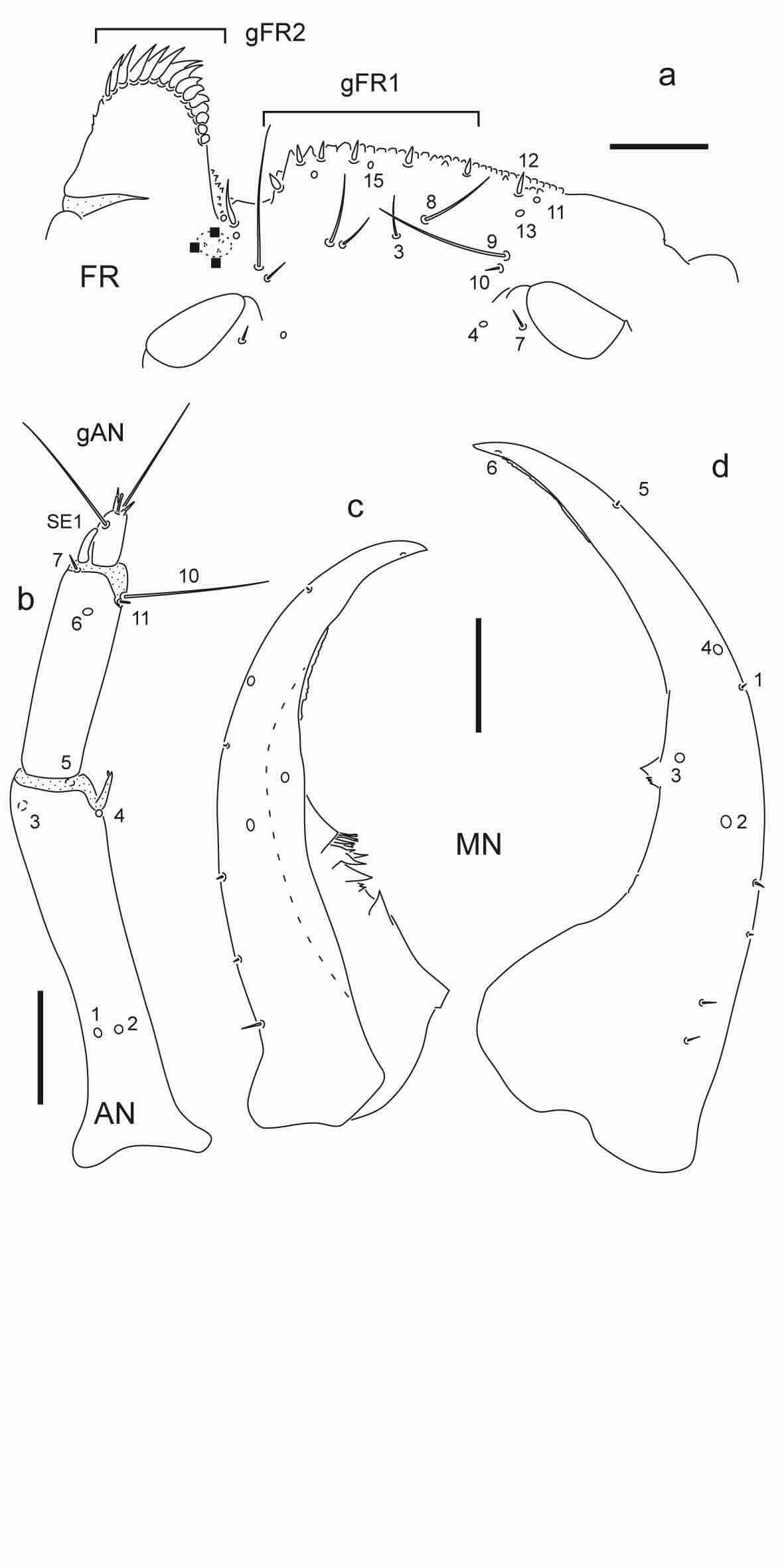 Chaetotaxy of third instar larva of Berosus hoplites.
