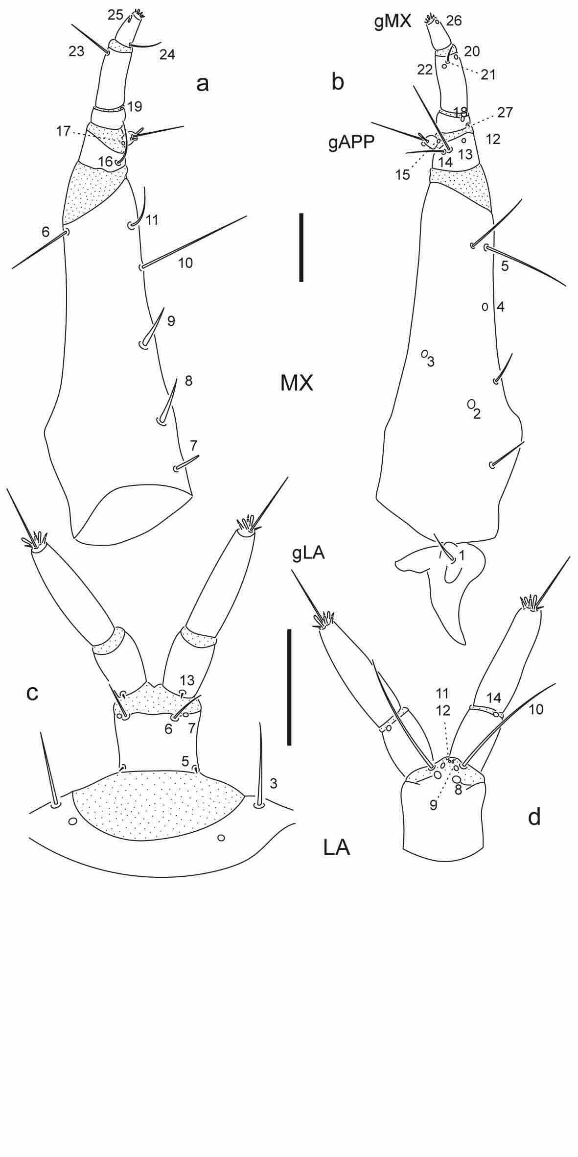 Chaetotaxy of third instar larva of Berosus hoplites. 