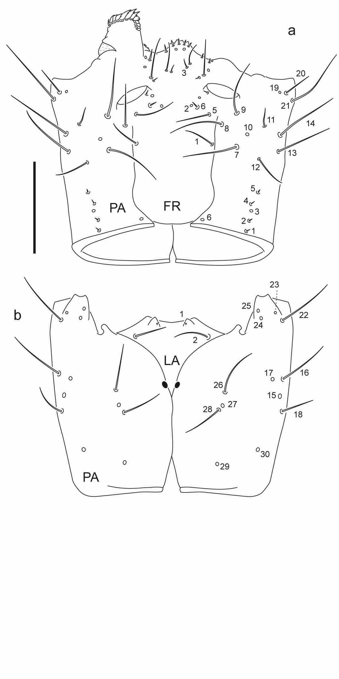 Chaetotaxy of first instar larva of Berosus pugnax