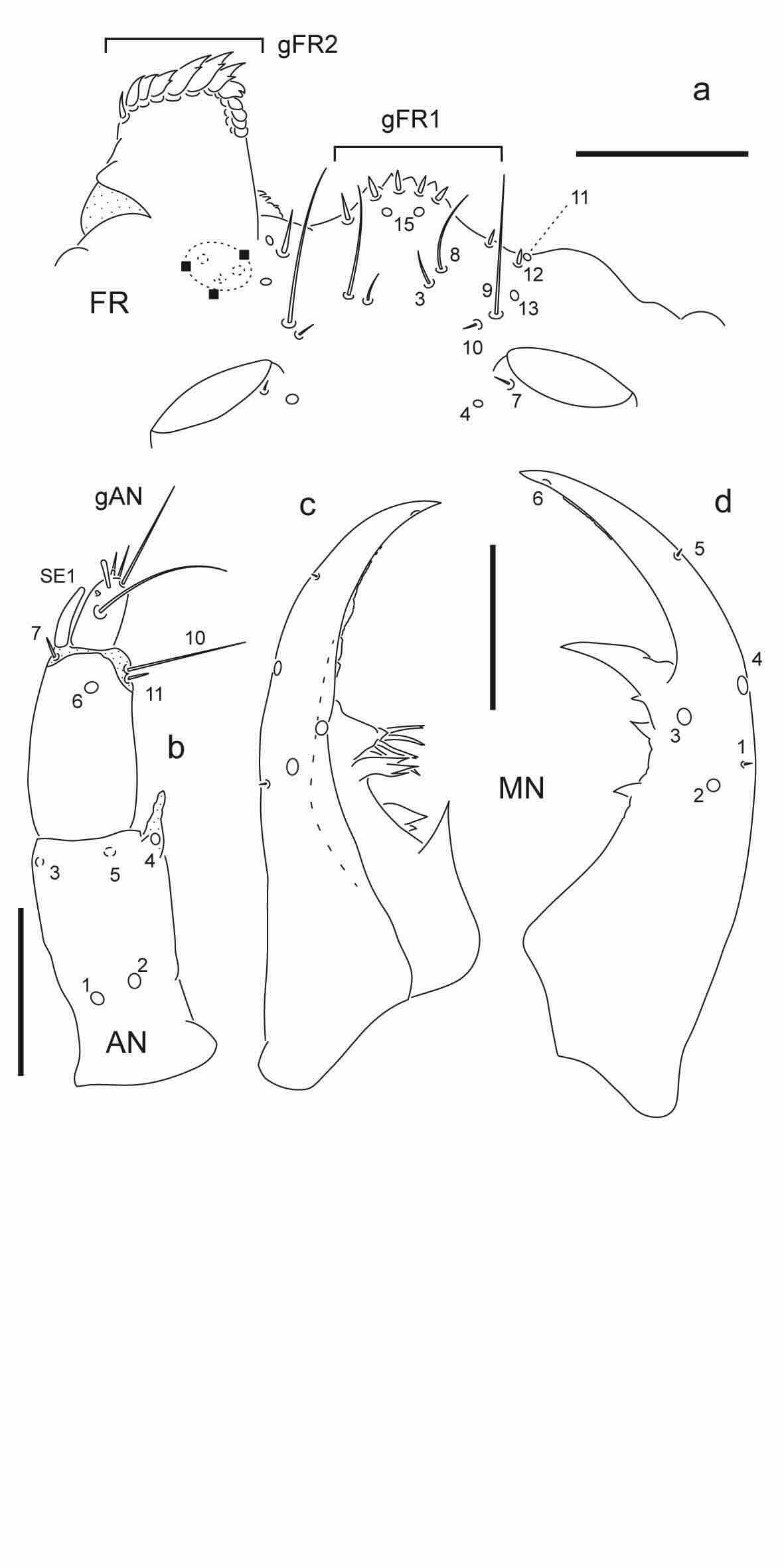 Chaetotaxy of first instar larva of Berosus pugnax. 