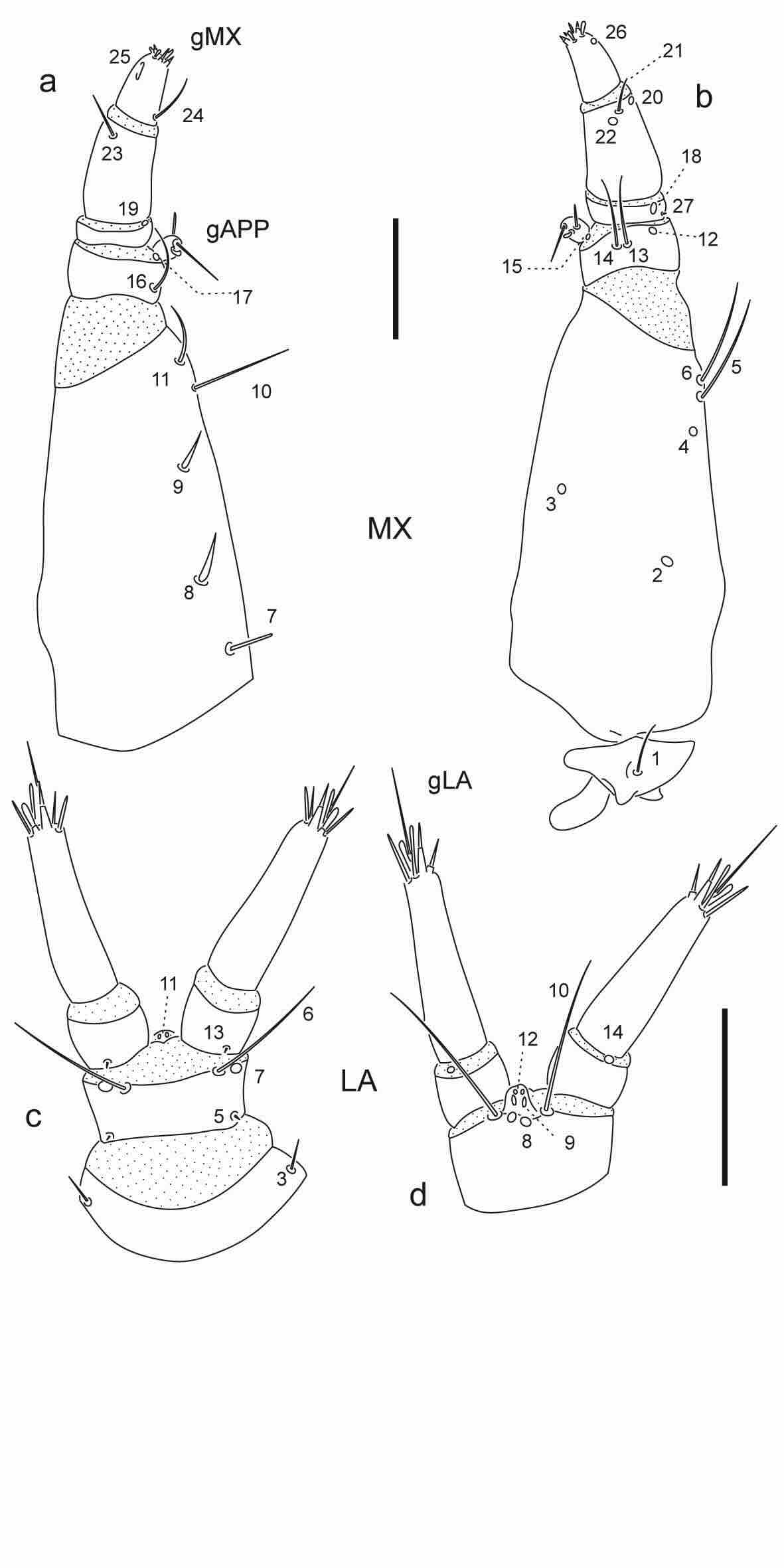 Chaetotaxy of first instar larva of Berosus aulus.