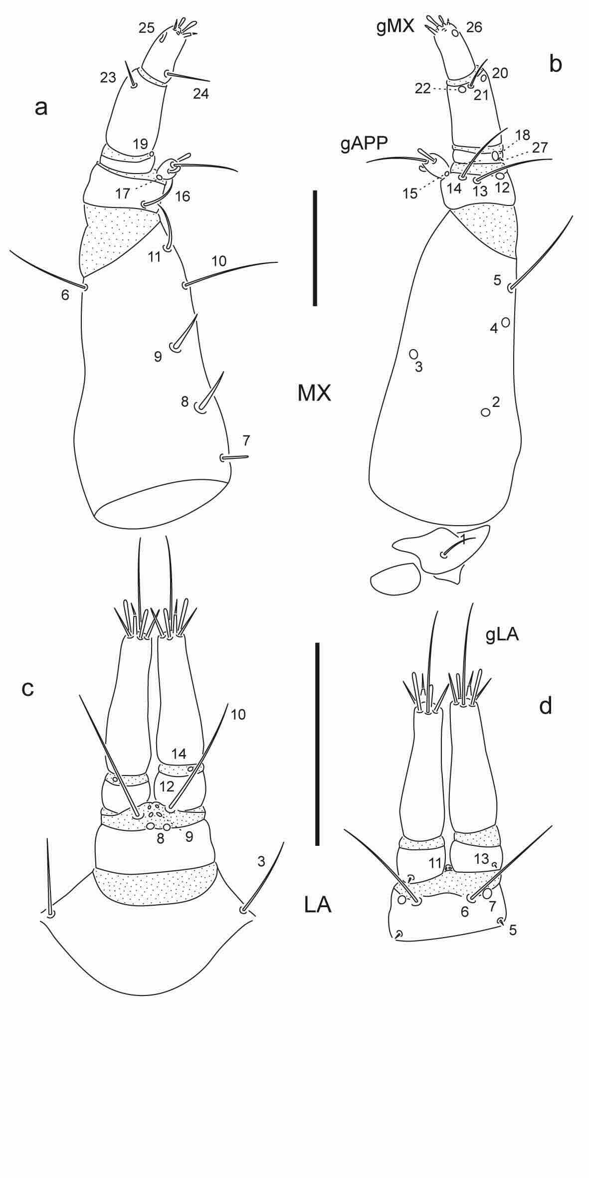 Chaetotaxy of first instar larva of Berosus pugnax.