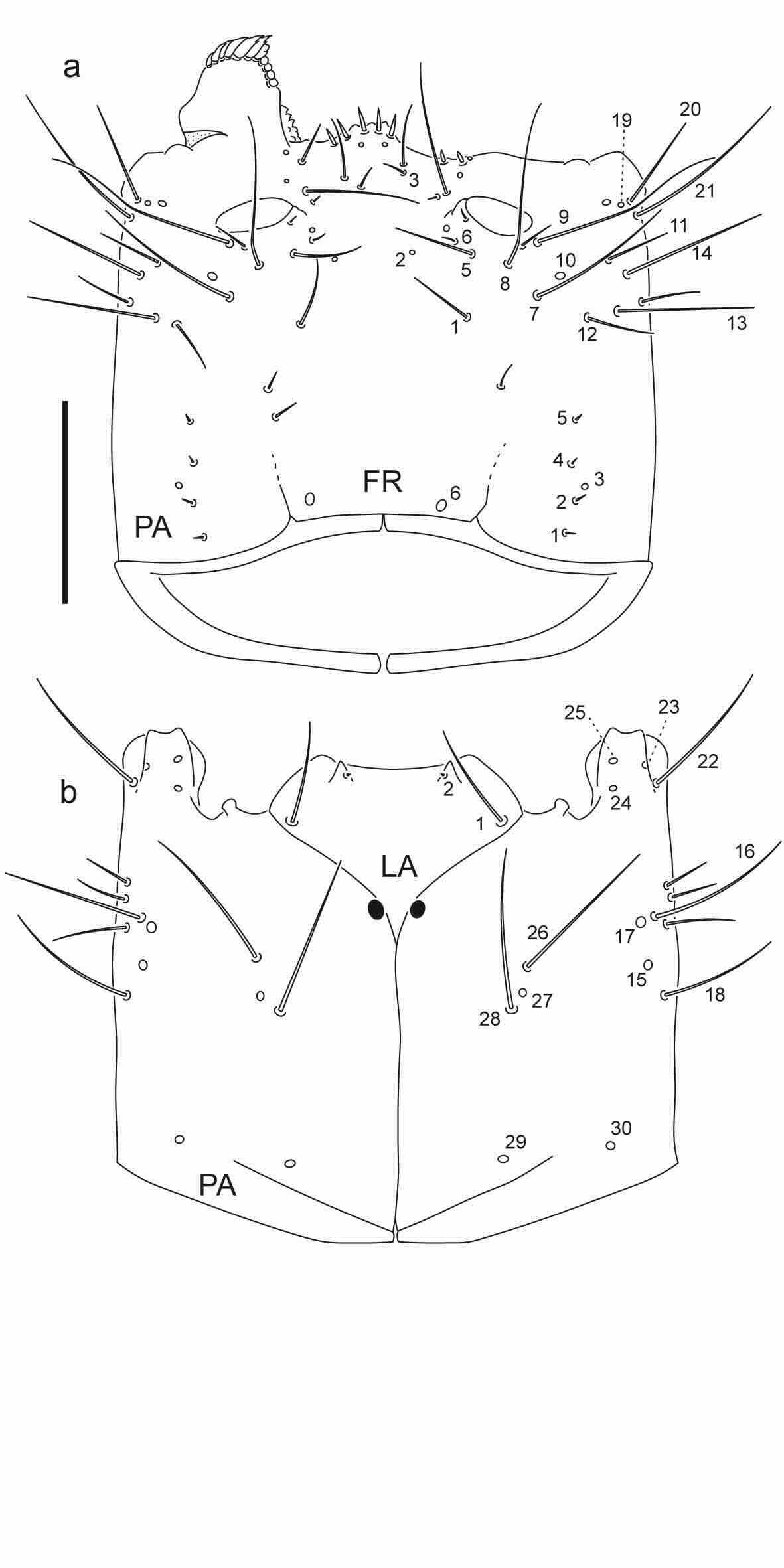 Chaetotaxy of third instar larva of Berosus pugnax.
