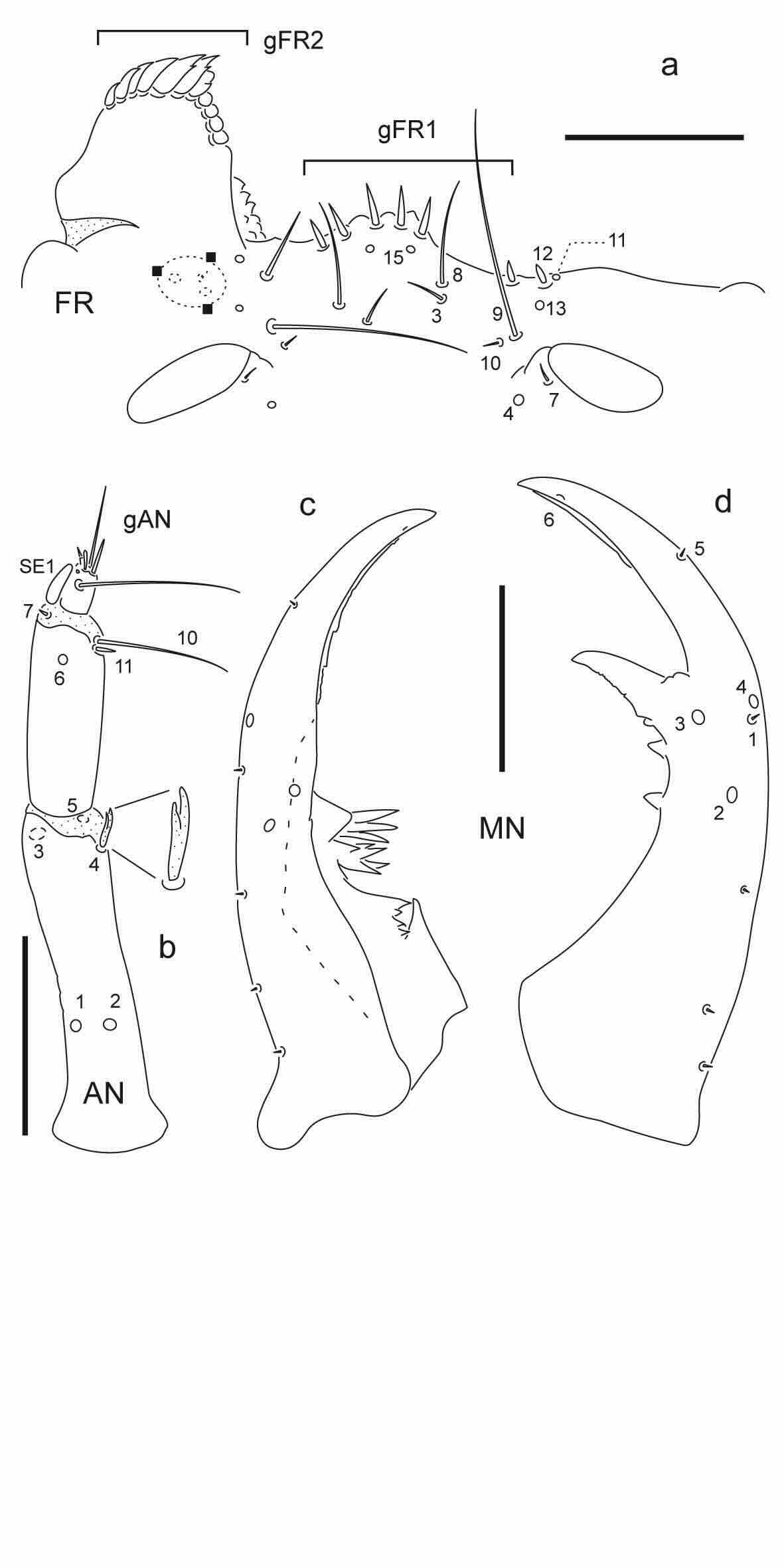 Chaetotaxy of third instar larva of Berosus pugnax.