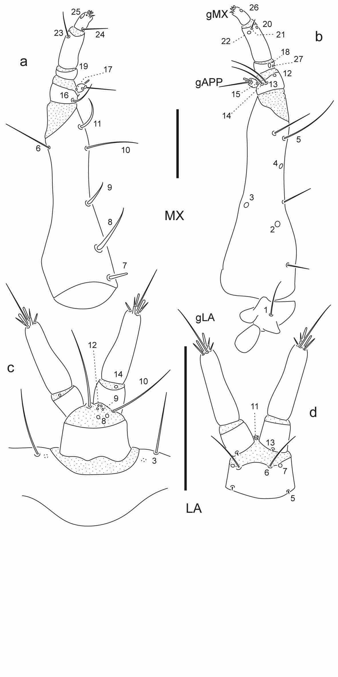 Chaetotaxy of third instar larva of Berosus pugnax.