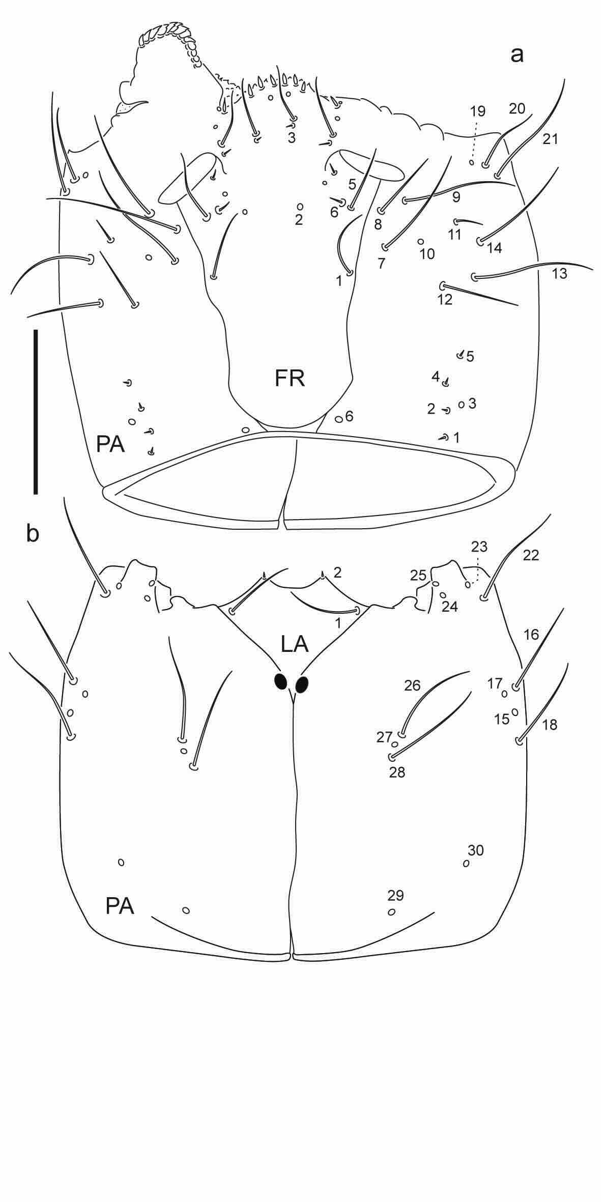 Chaetotaxy of first instar larva of Berosus toxacanthus.