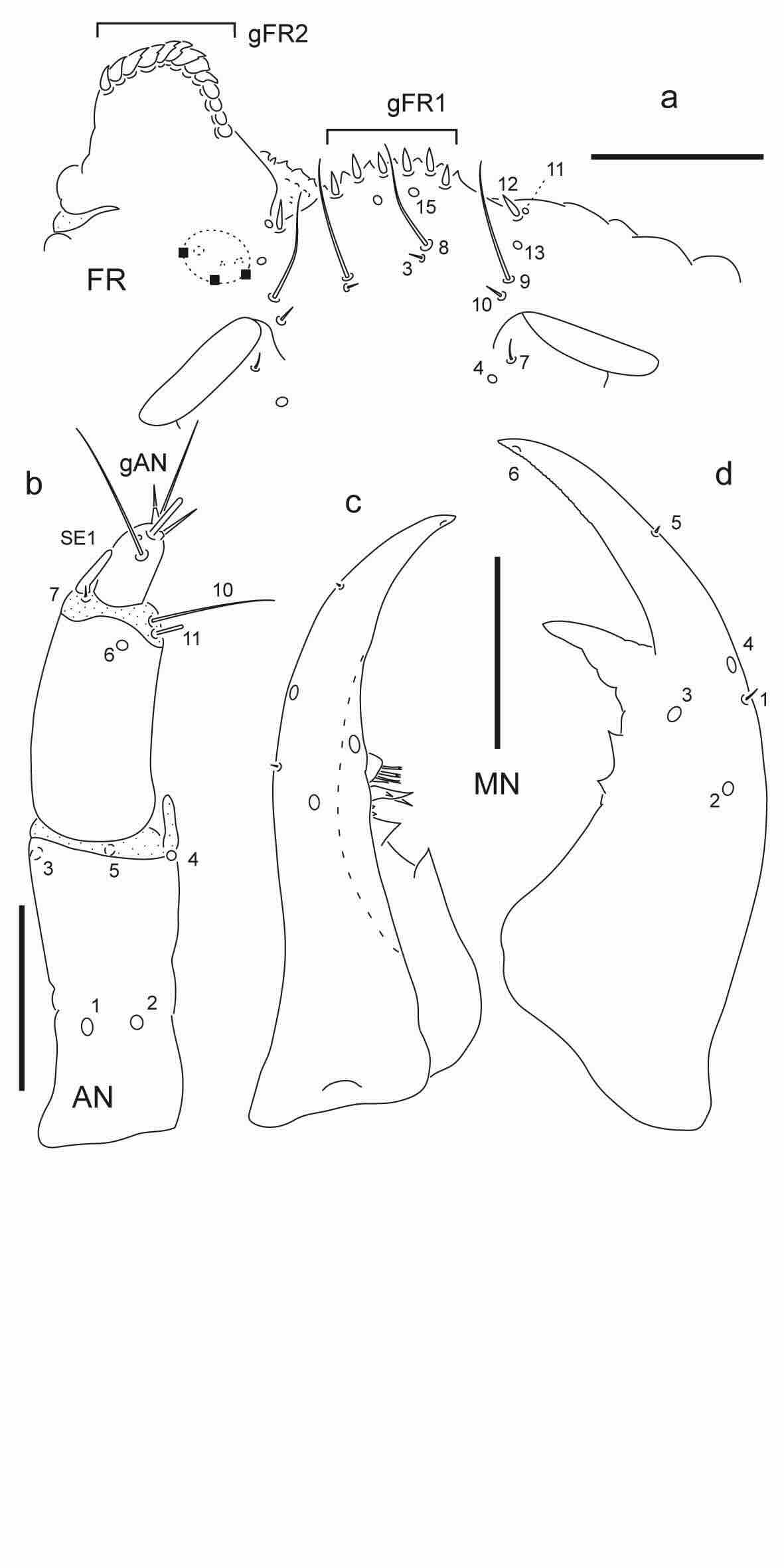 Chaetotaxy of first instar larva of Berosus toxacanthus.