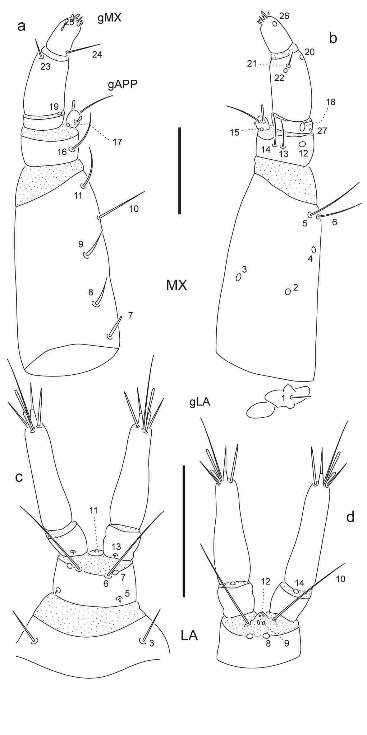 Chaetotaxy of first instar larva of Berosus toxacanthus.