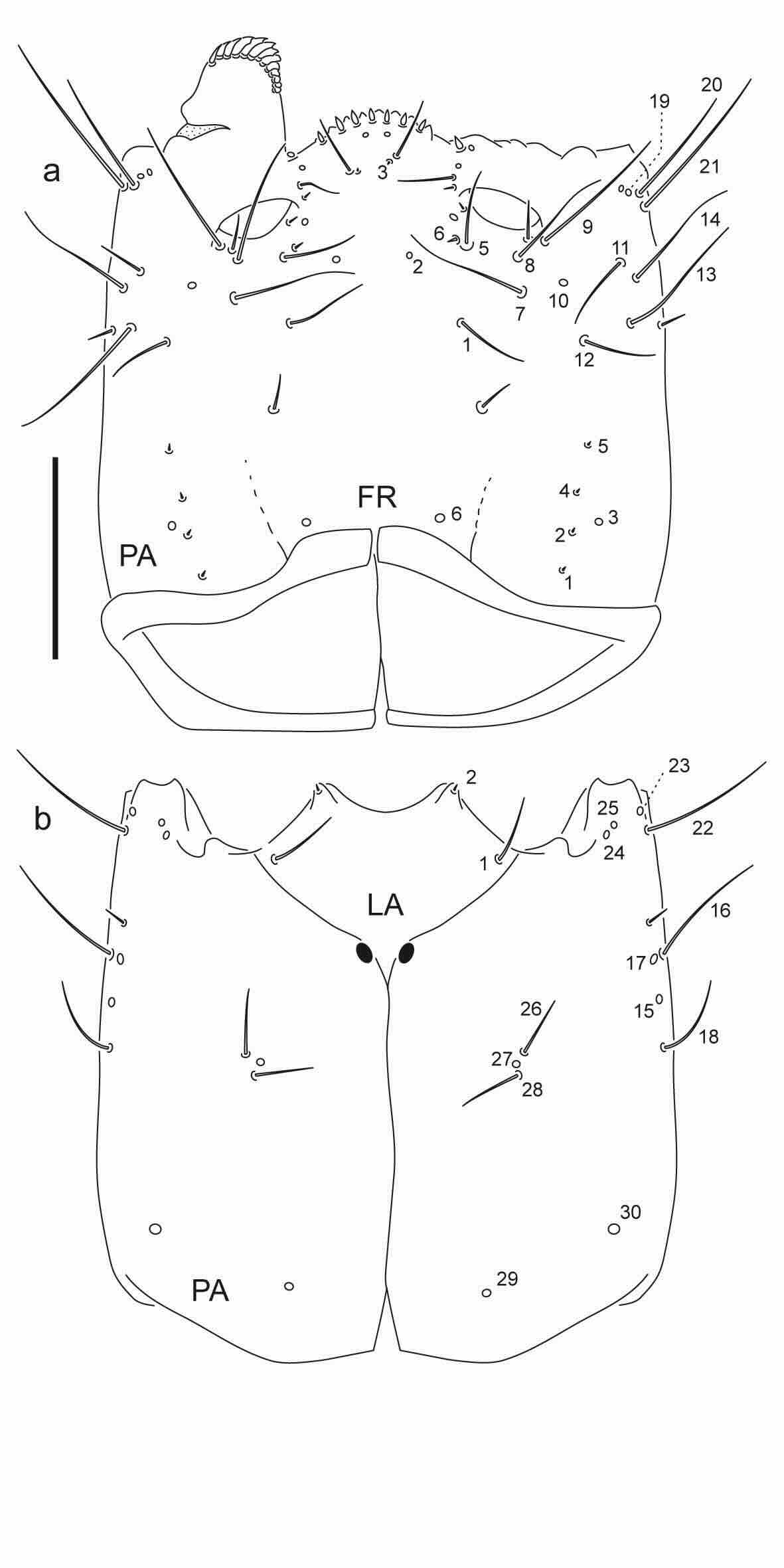 Chaetotaxy of third instar larva of Berosus toxacanthus.