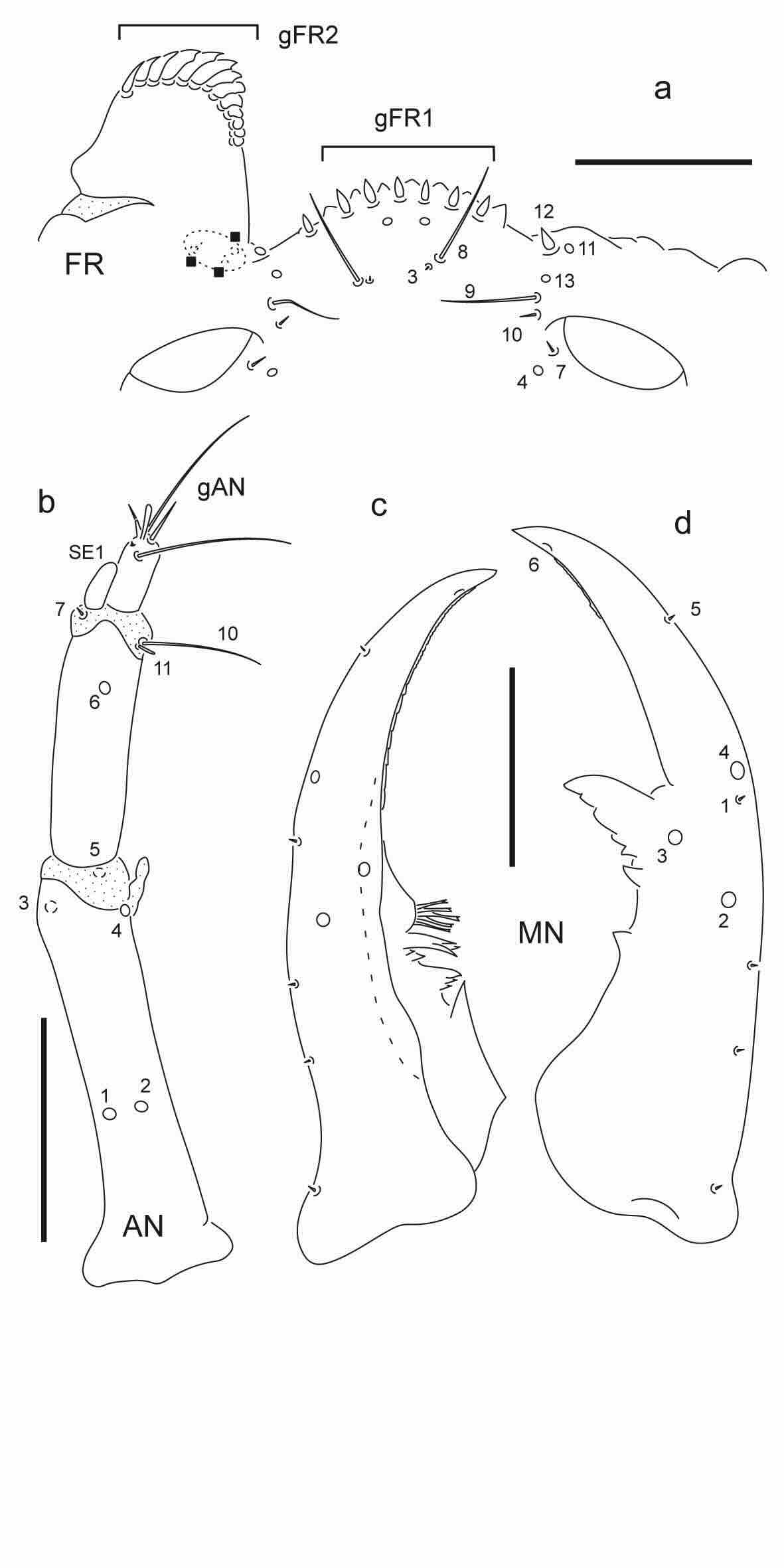 Chaetotaxy of third instar larva of Berosus toxacanthus.