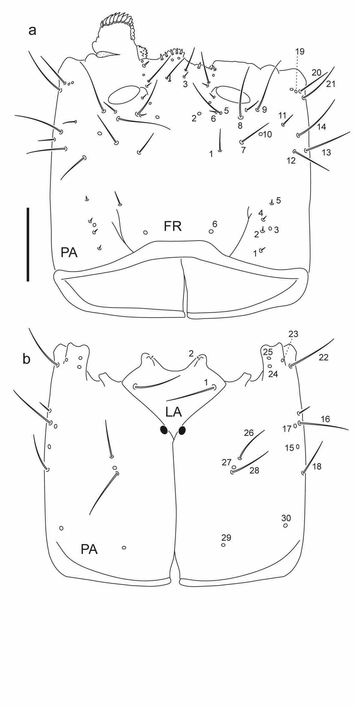 Chaetotaxy of third instar larva of Berosus aulus.