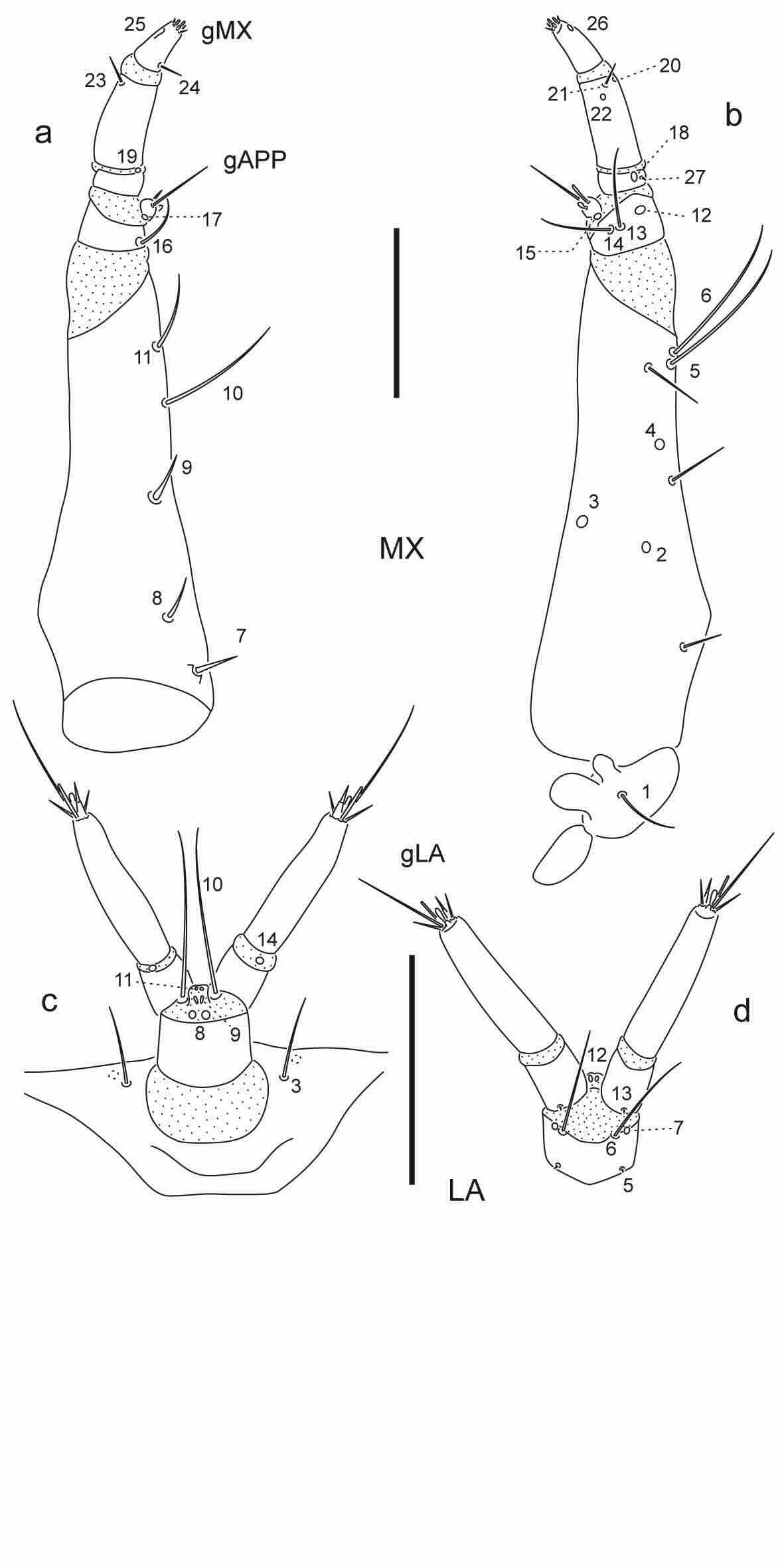 Chaetotaxy of third instar larva of Berosus toxacanthus.