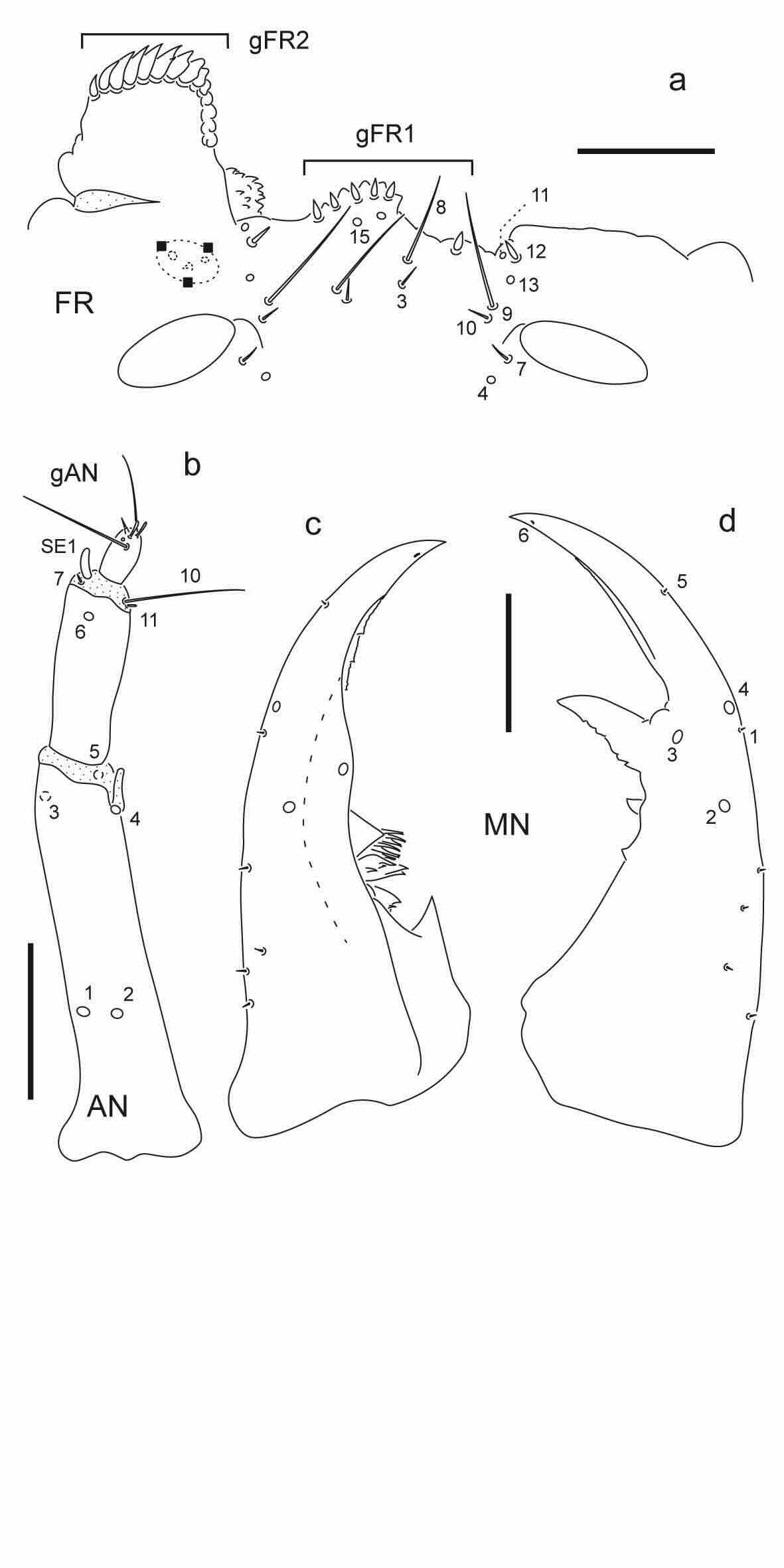 Chaetotaxy of third instar larva of Berosus aulus.
