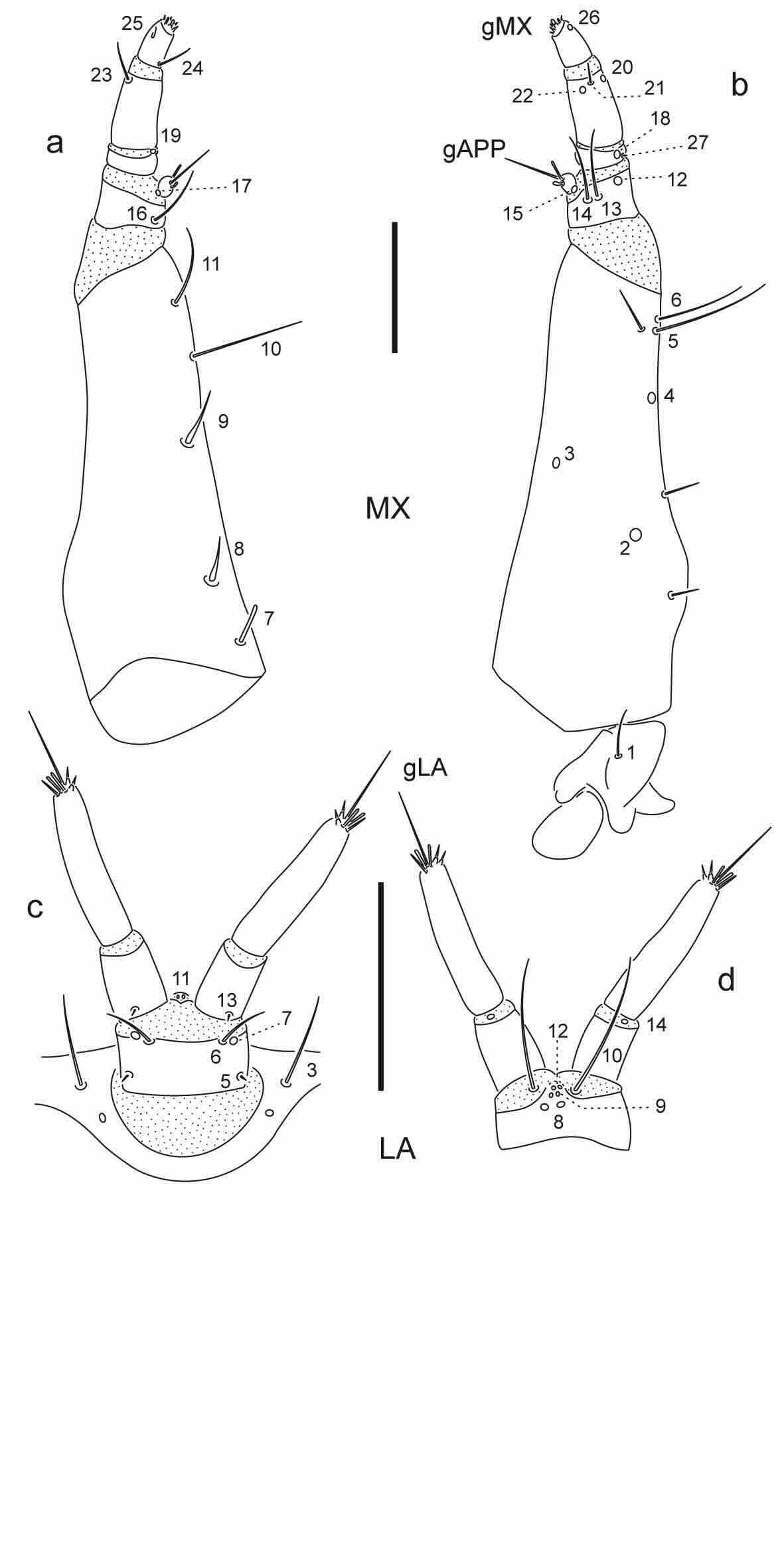 Chaetotaxy of third instar larva of Berosus aulus. 