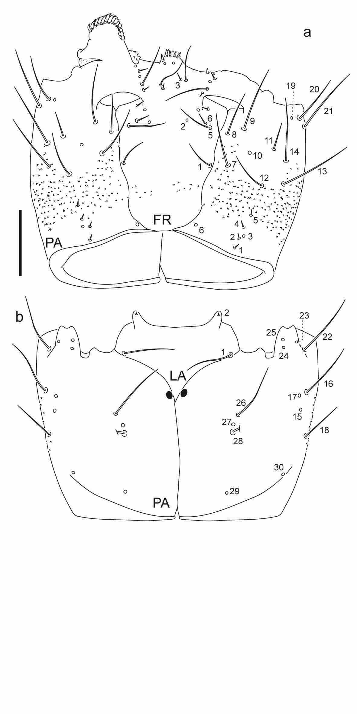 Chaetotaxy of first instar larva of Berosus auriceps.