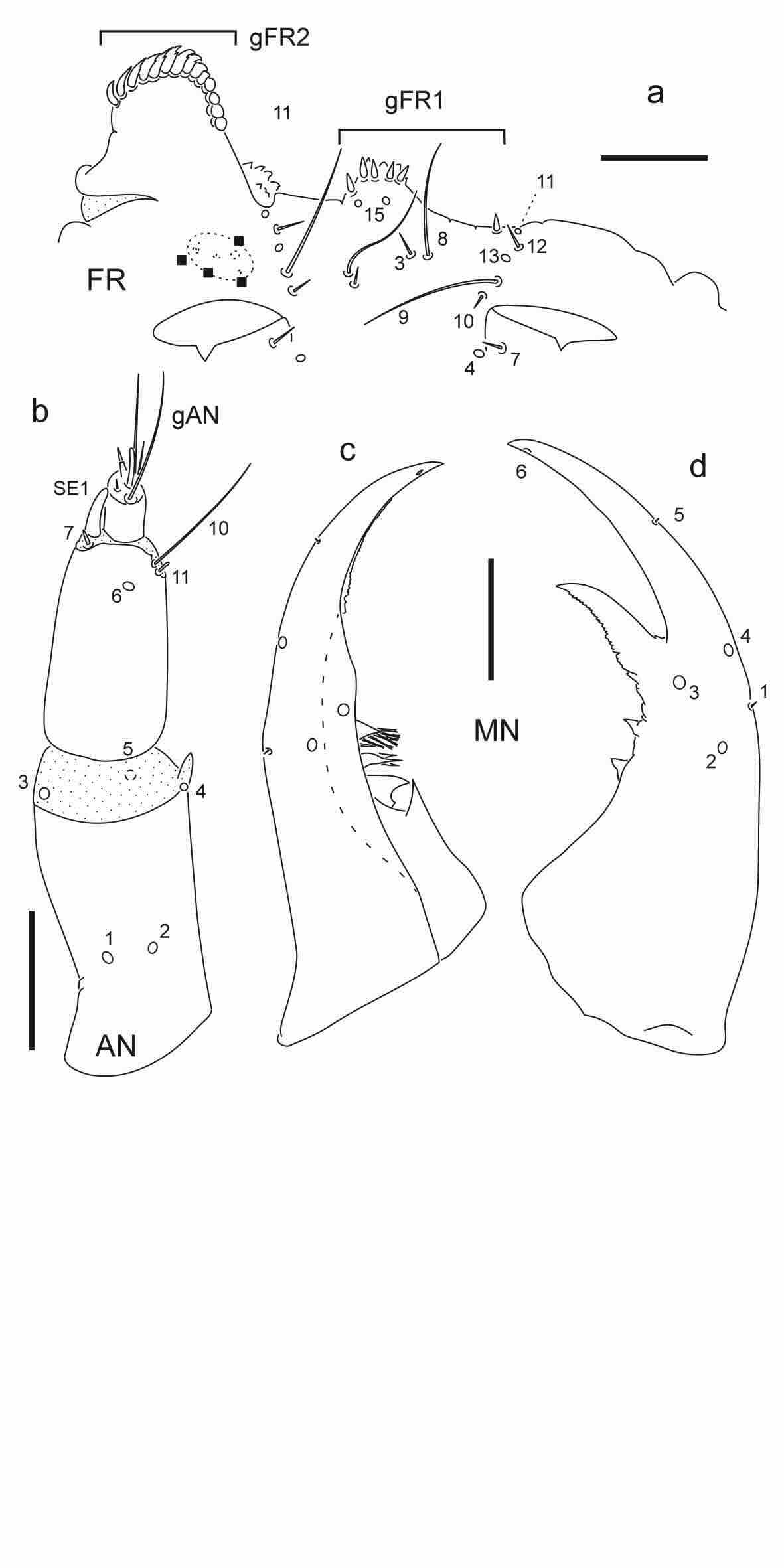 Chaetotaxy of first instar larva of Berosus auriceps.