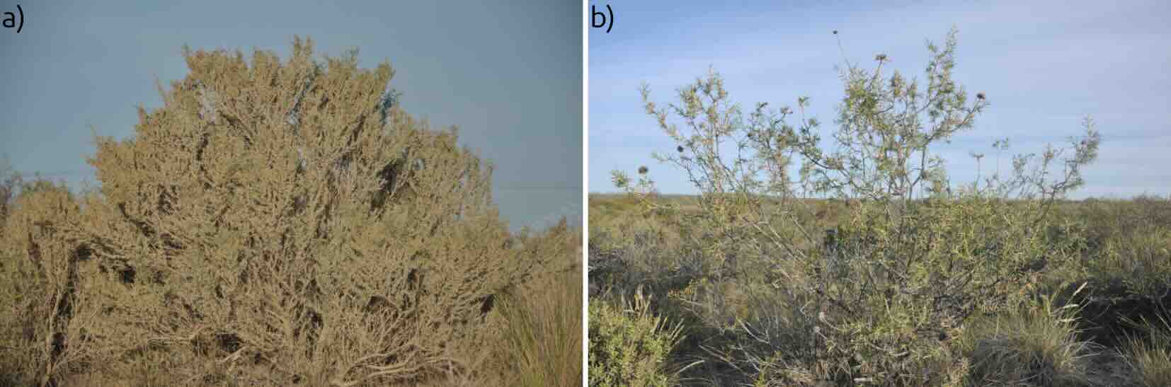 Especies vegetales consideradas en este estudio.