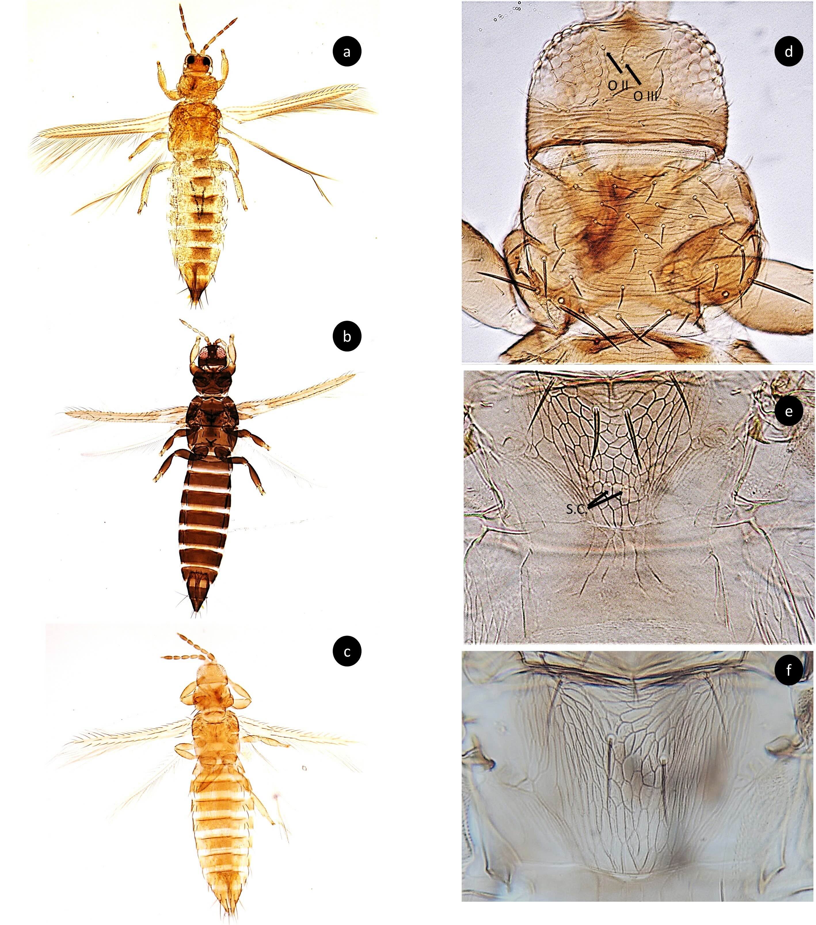 Species of the genus Thrips